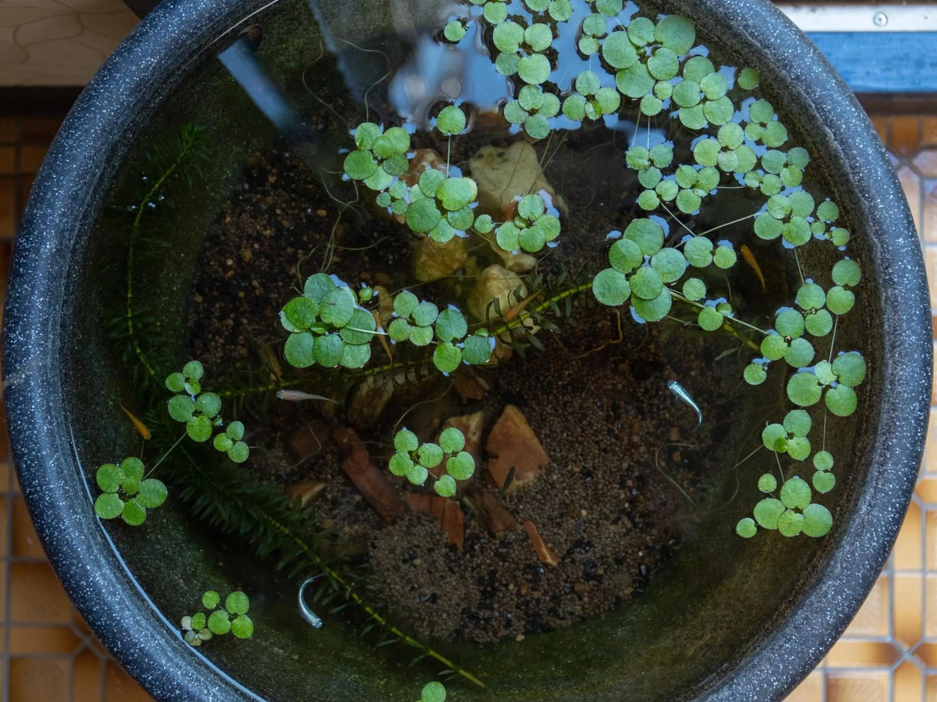 Garden in Tabist Sasebo Palace Hotel