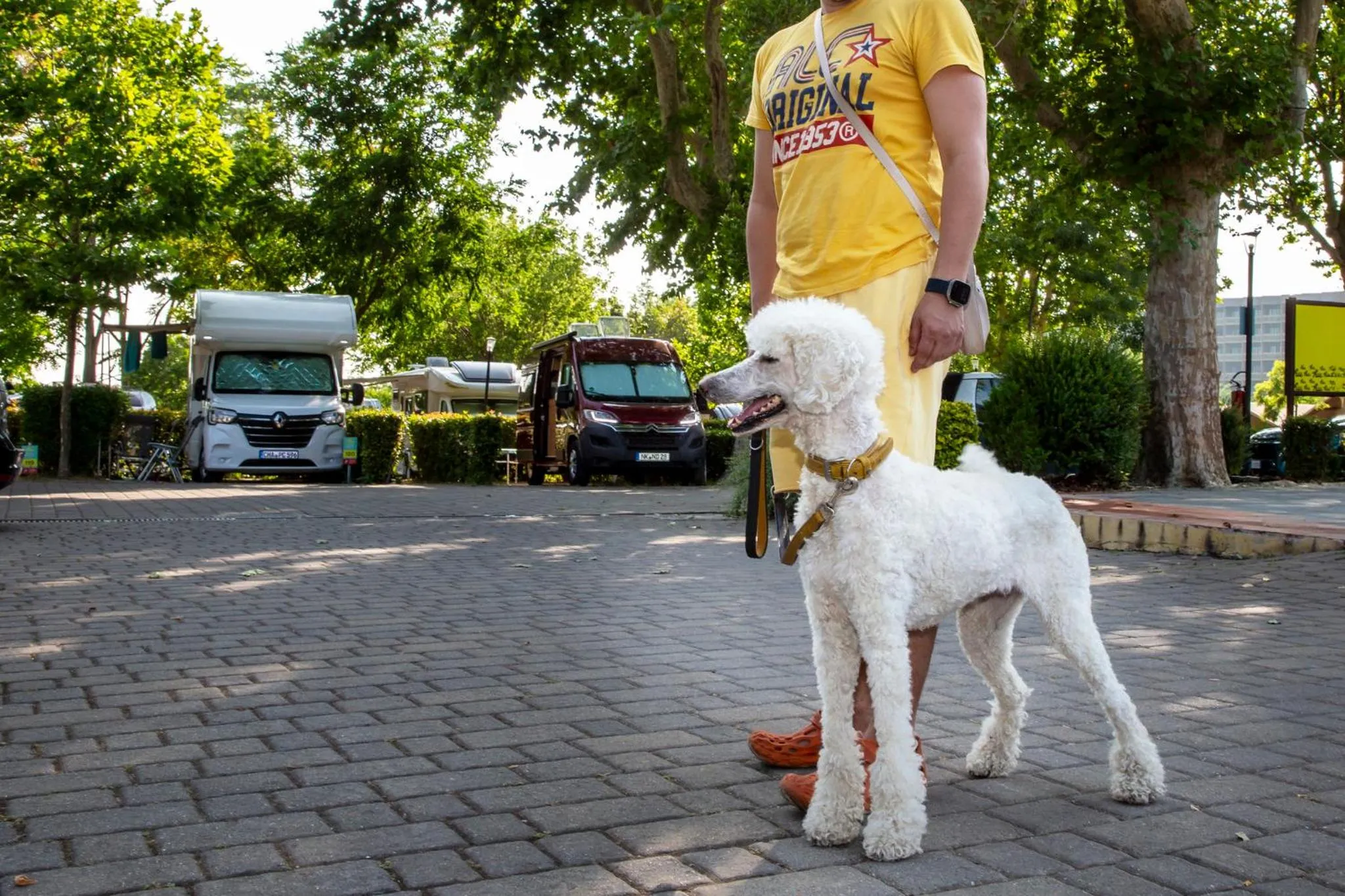 Animals in Fabulous village