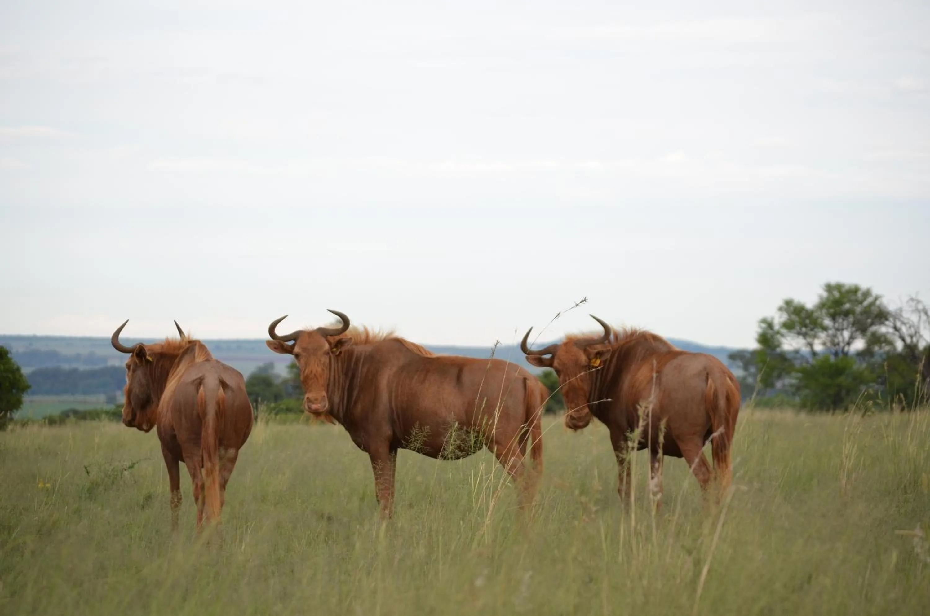 Animals in Tava Lingwe Game Lodge & Wedding Venue