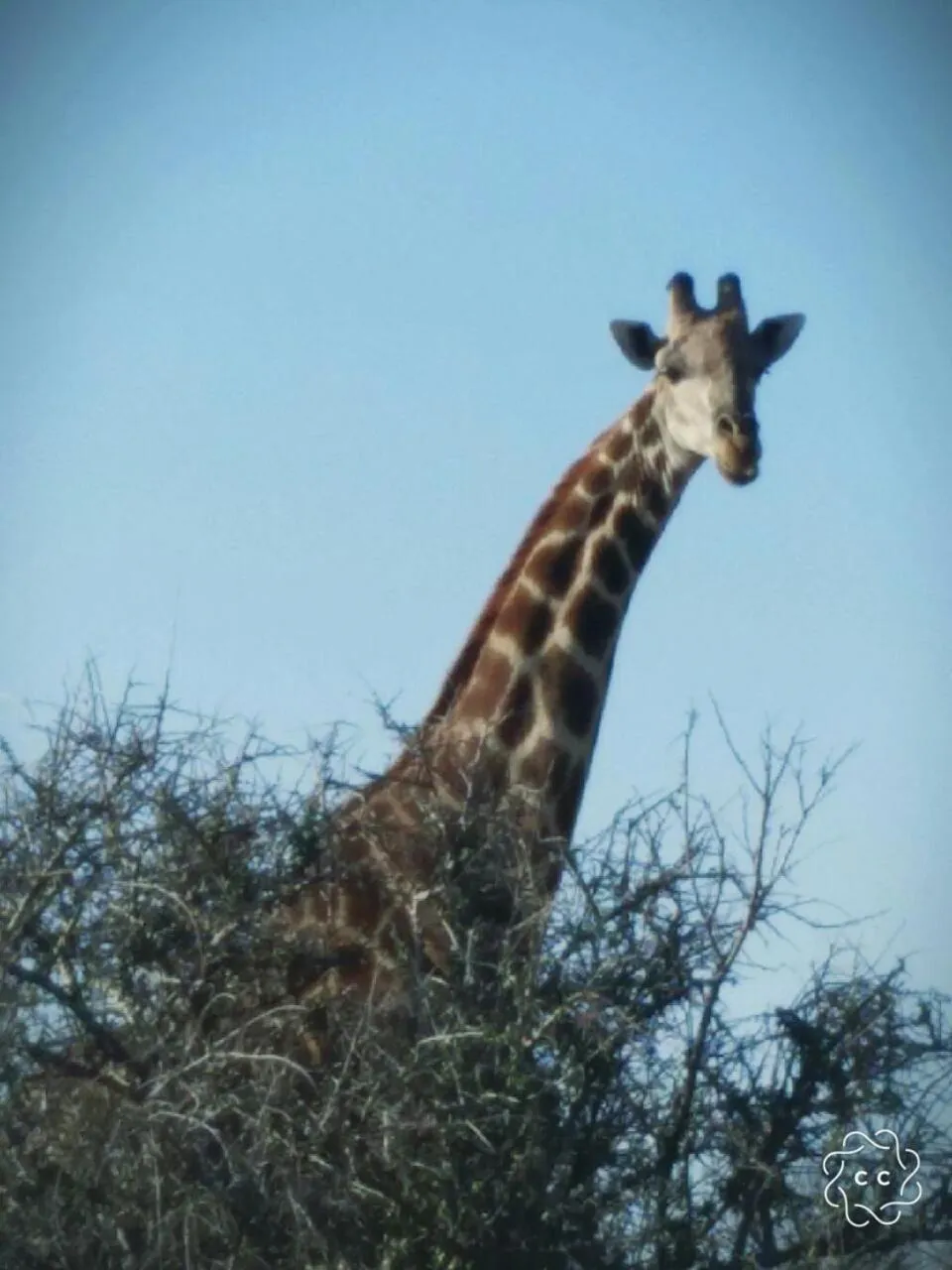 Animals in Tava Lingwe Game Lodge & Wedding Venue