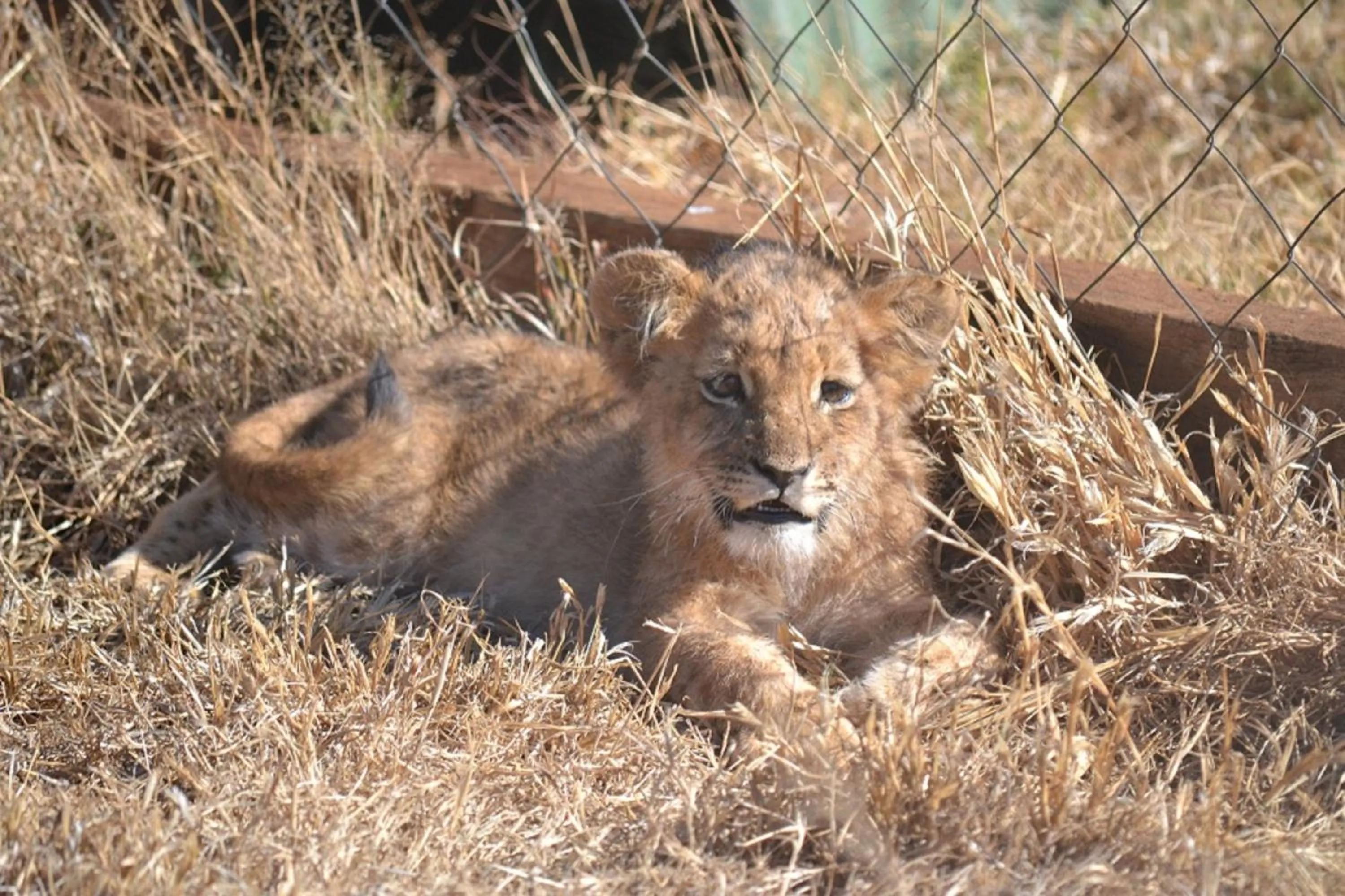 Animals in Tava Lingwe Game Lodge & Wedding Venue