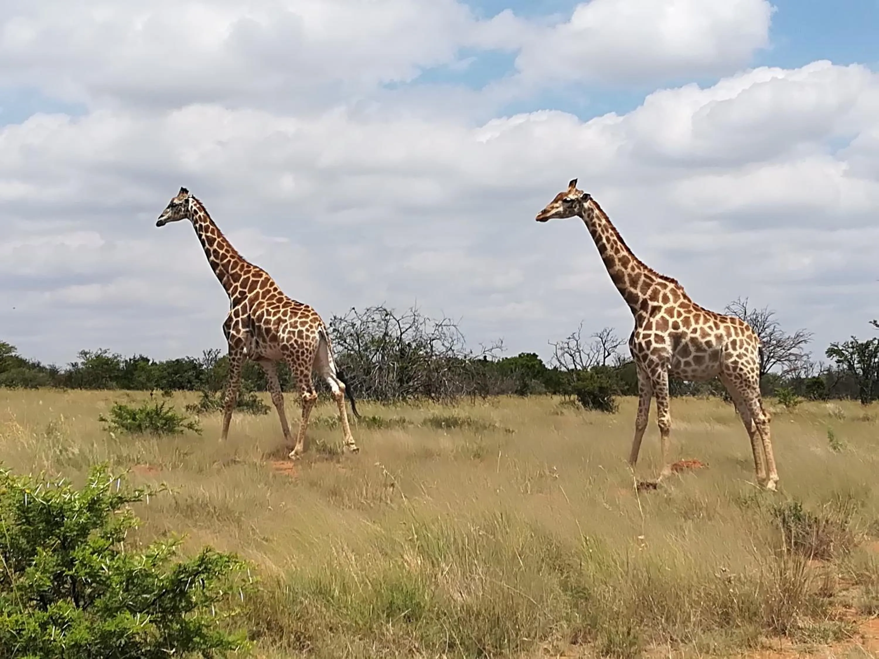 Animals in Tava Lingwe Game Lodge & Wedding Venue