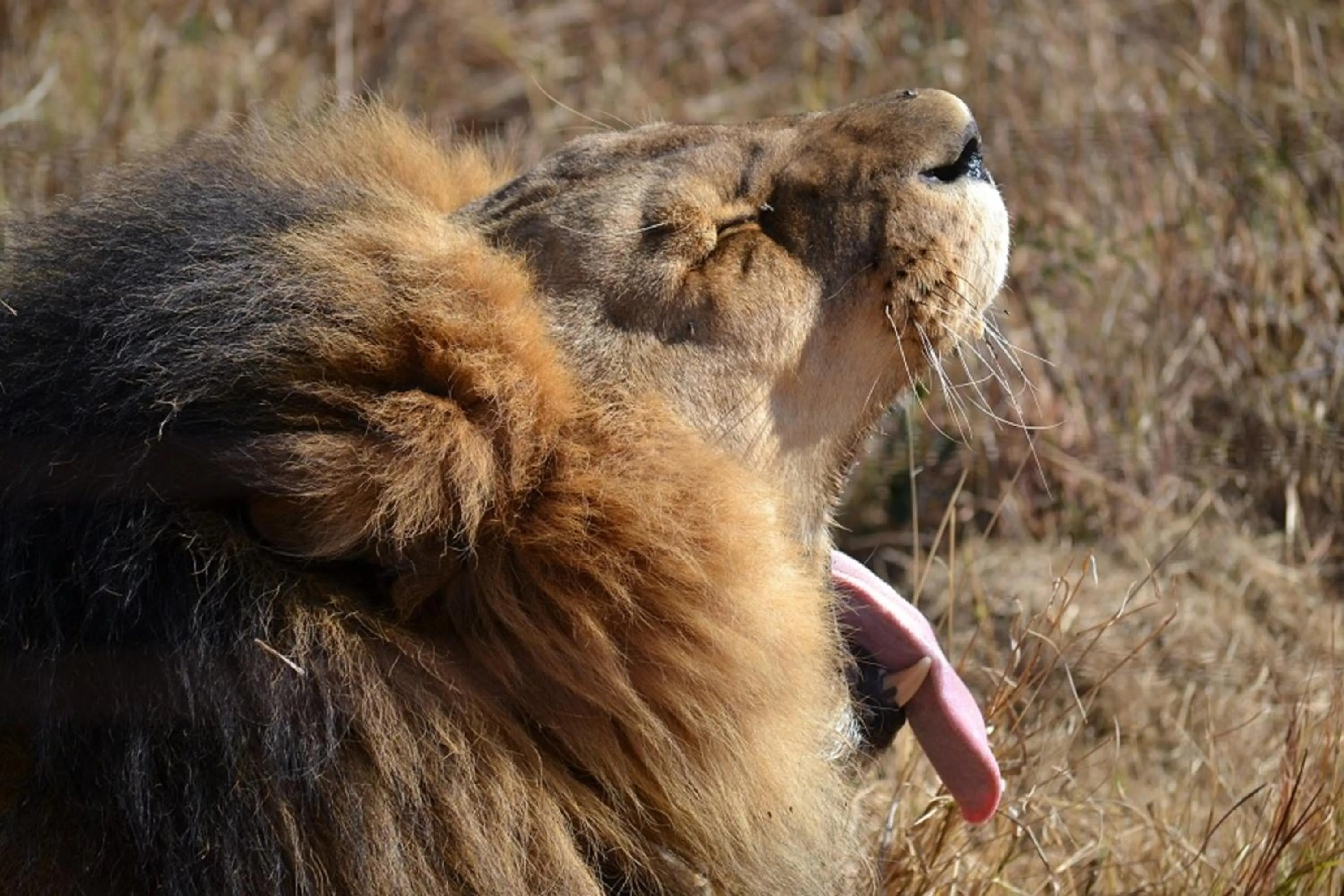 Animals in Tava Lingwe Game Lodge & Wedding Venue