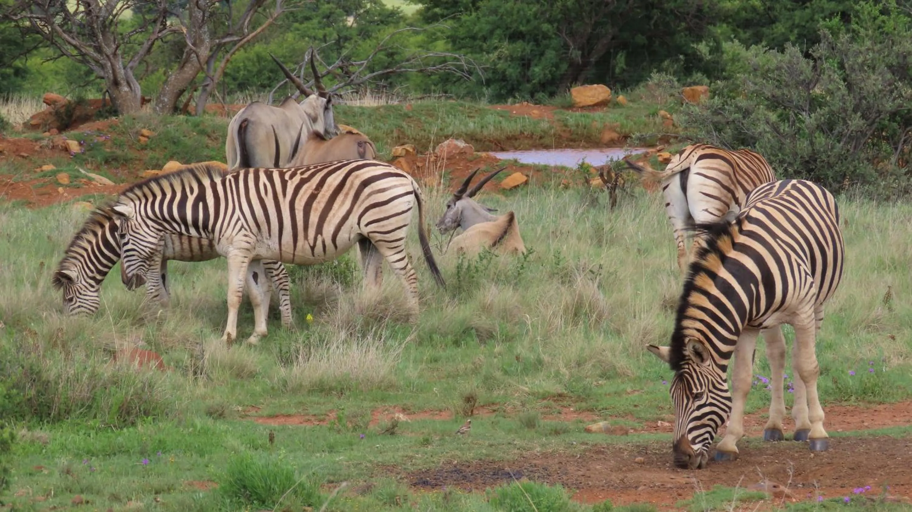 Animals in Tava Lingwe Game Lodge & Wedding Venue