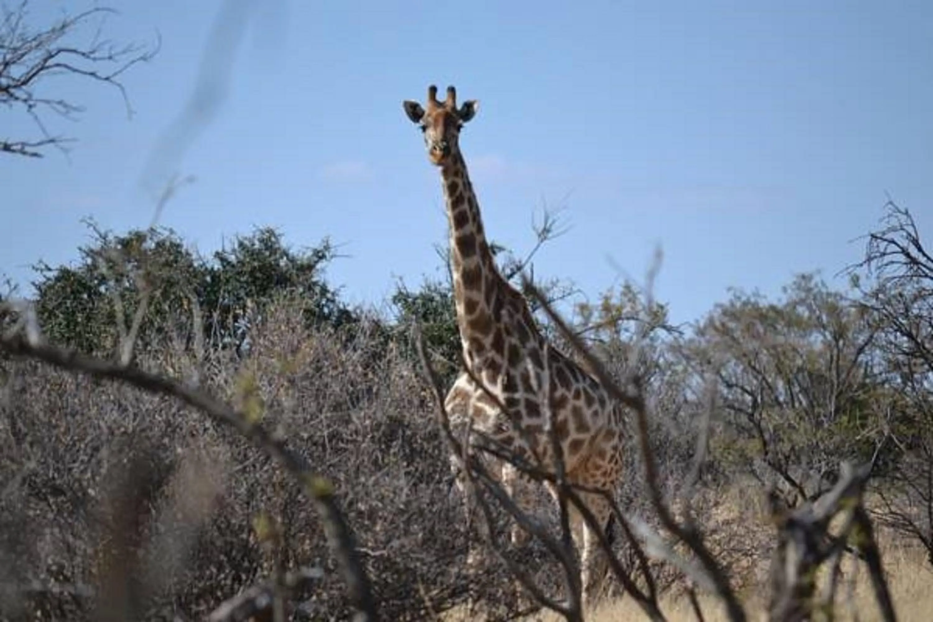 Animals in Tava Lingwe Game Lodge & Wedding Venue