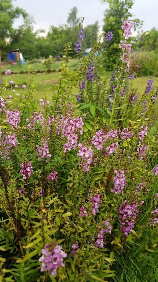 Suwi Coco Ville Resort