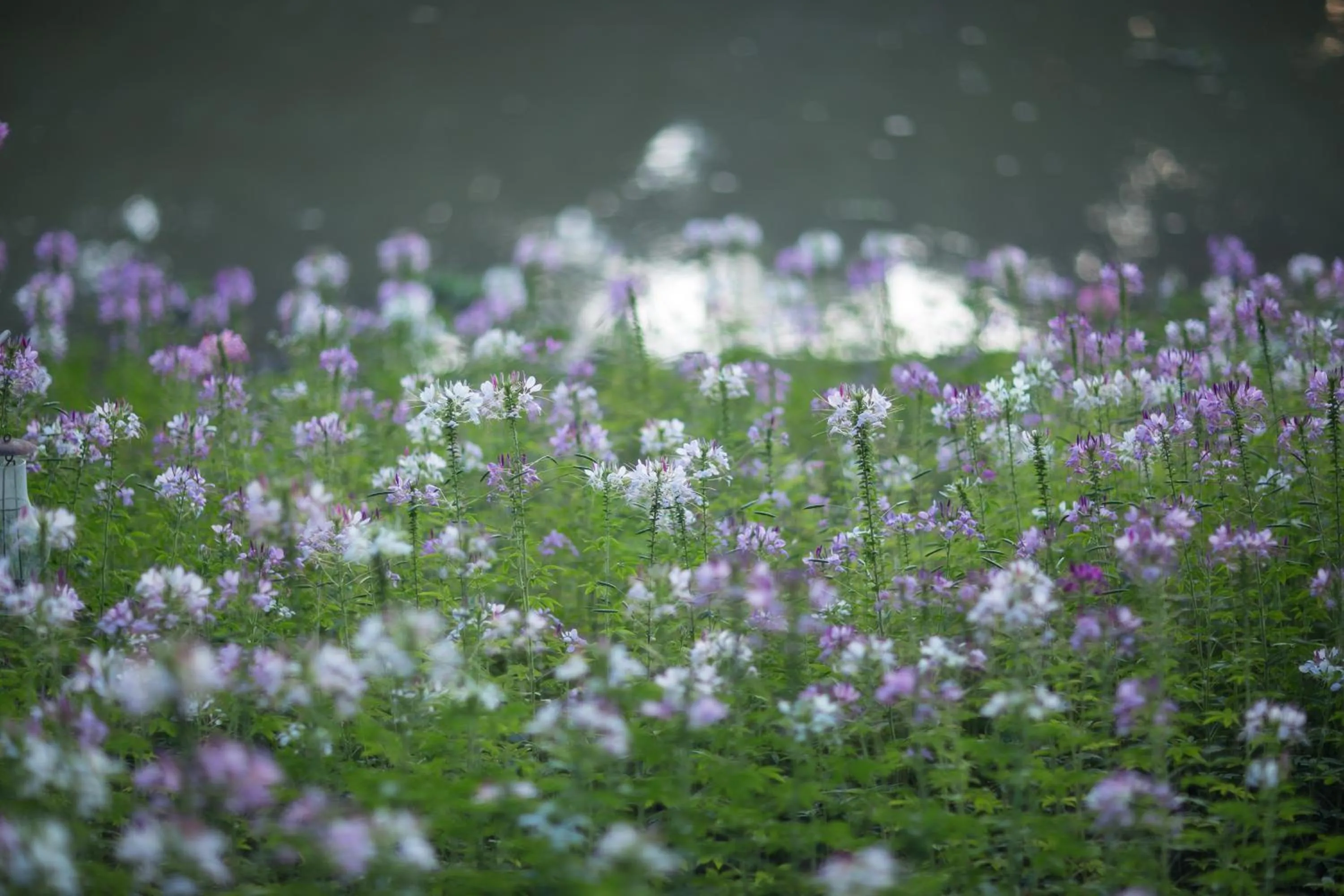 Garden in Villa San Pee Seua