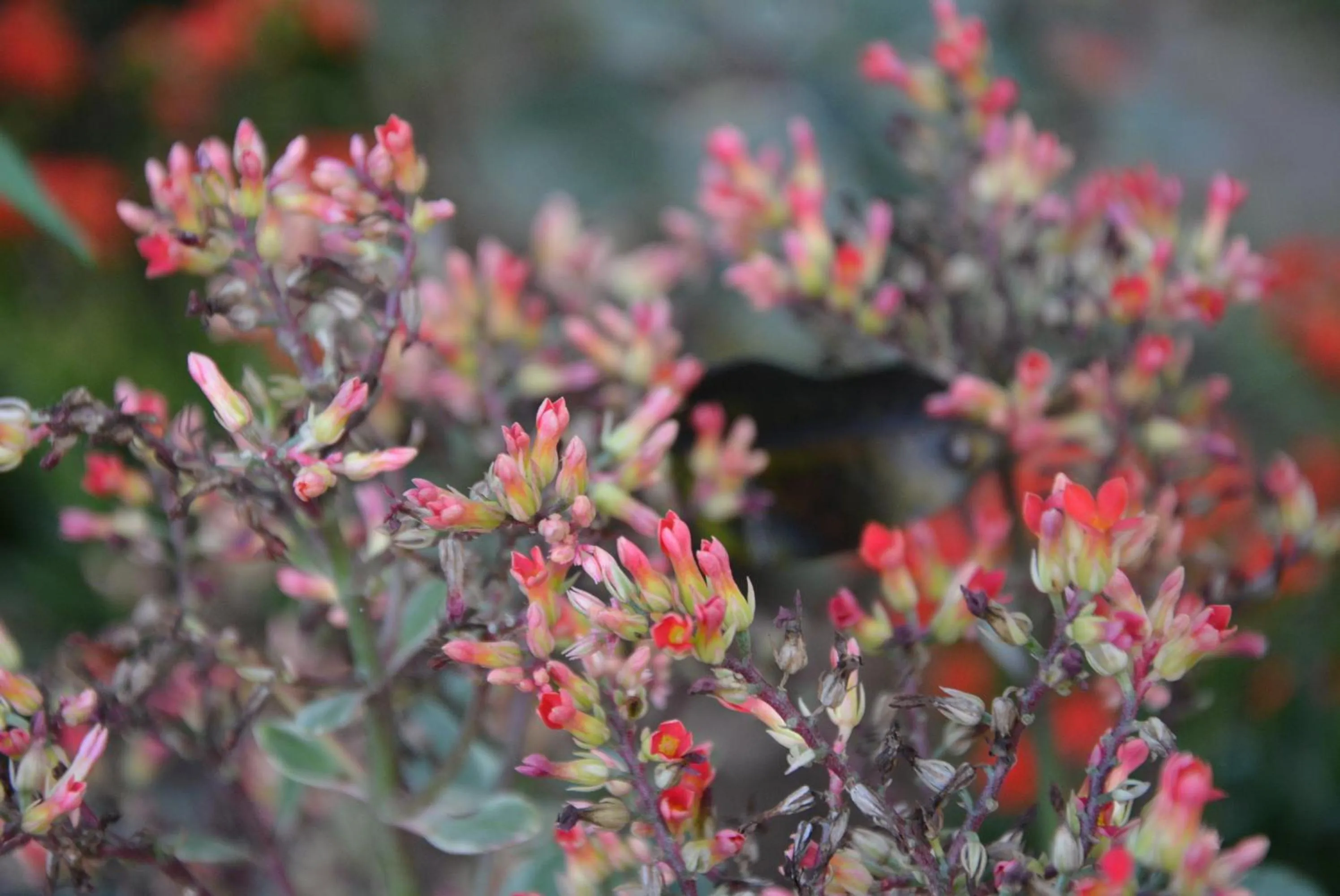 Garden in Villa San Pee Seua