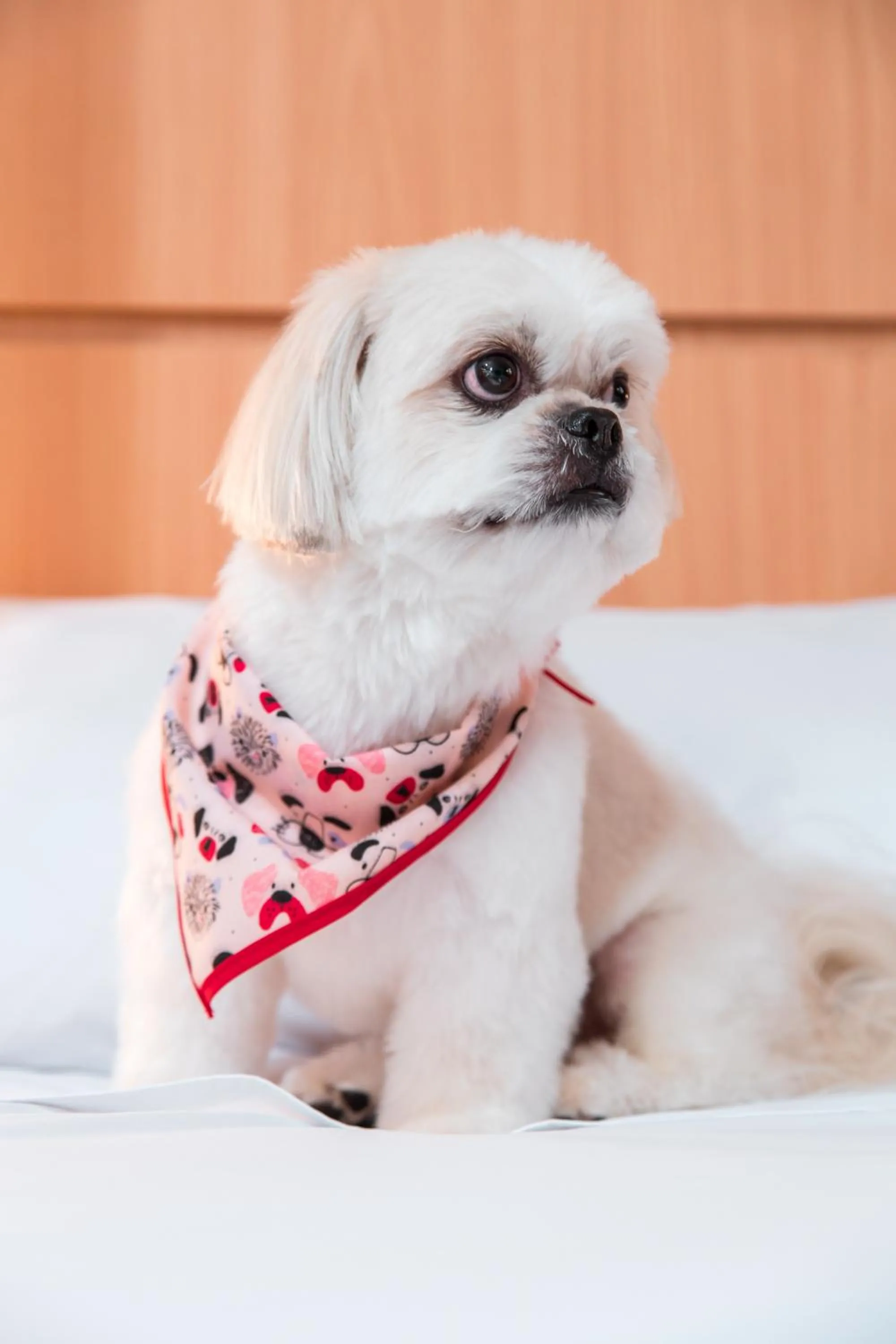 ibis Presidente Prudente Manoel Goulart