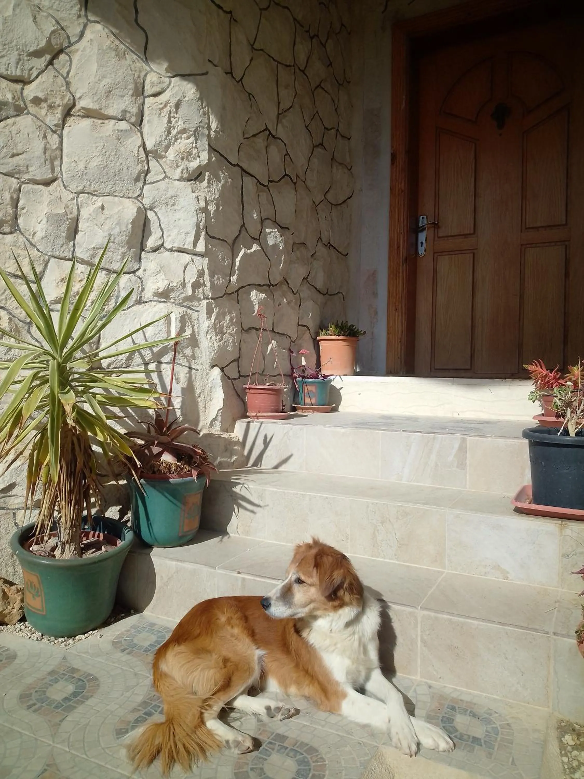 Pets in The Little B&B on the Hill