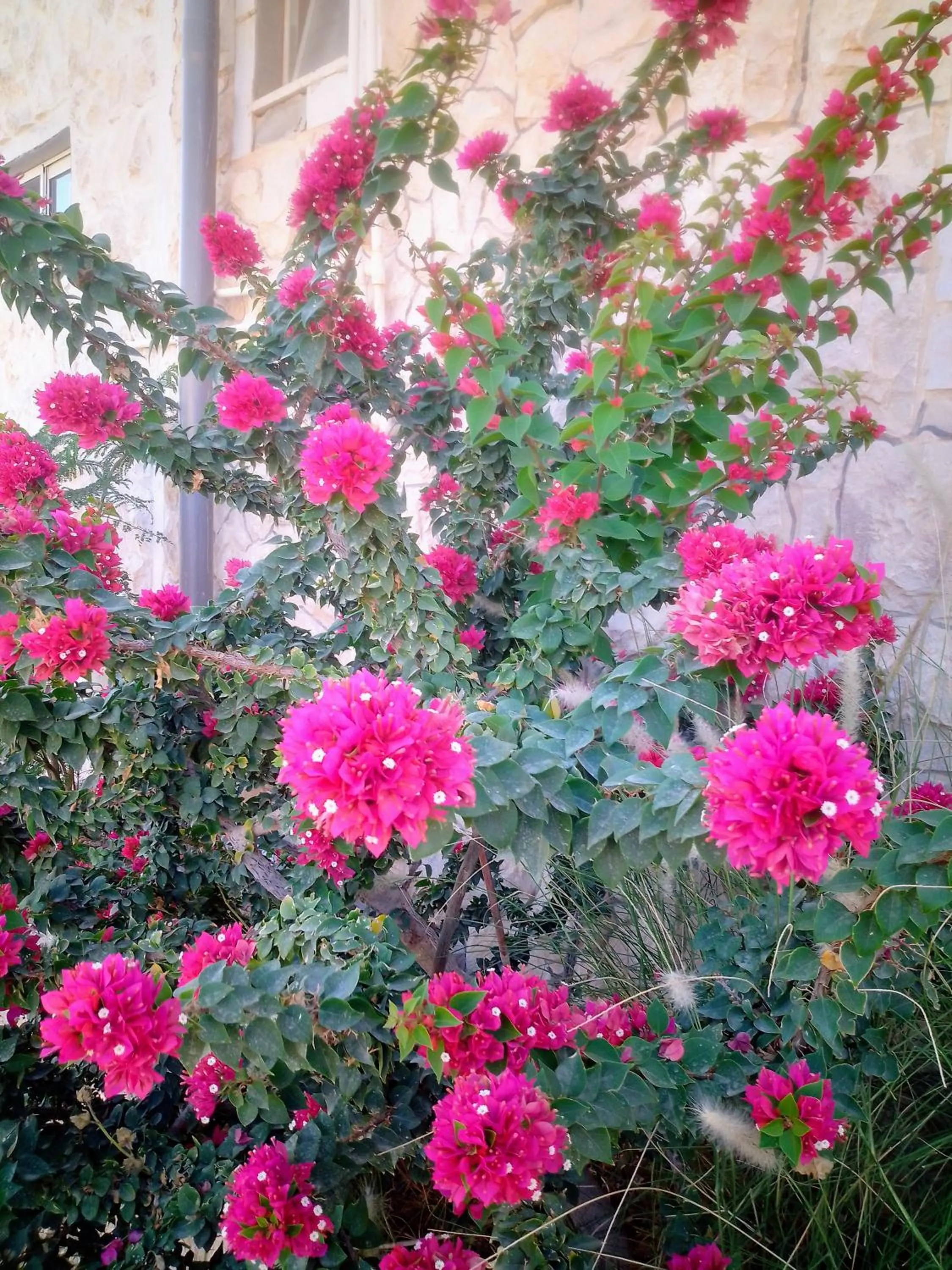 Garden in The Little B&B on the Hill
