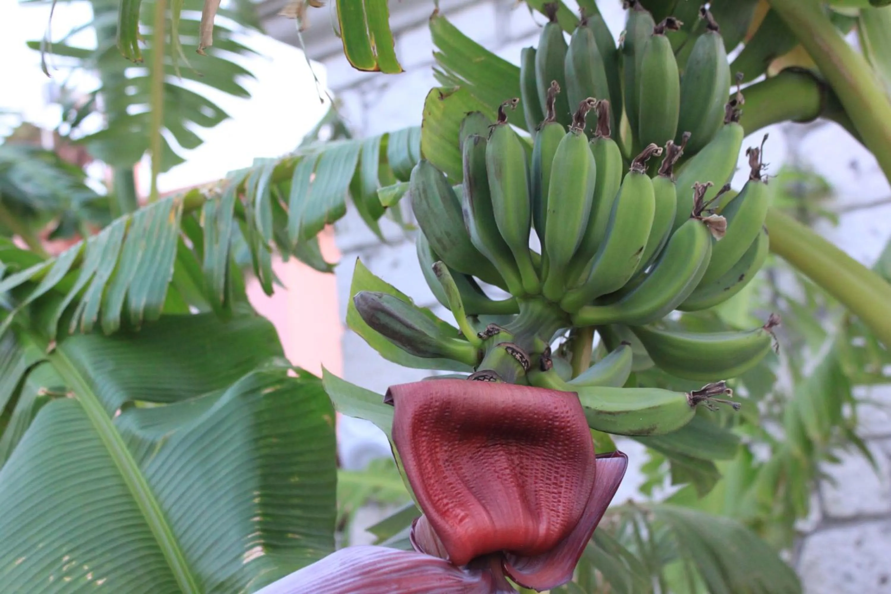 Natural landscape in Eritrina Alacati