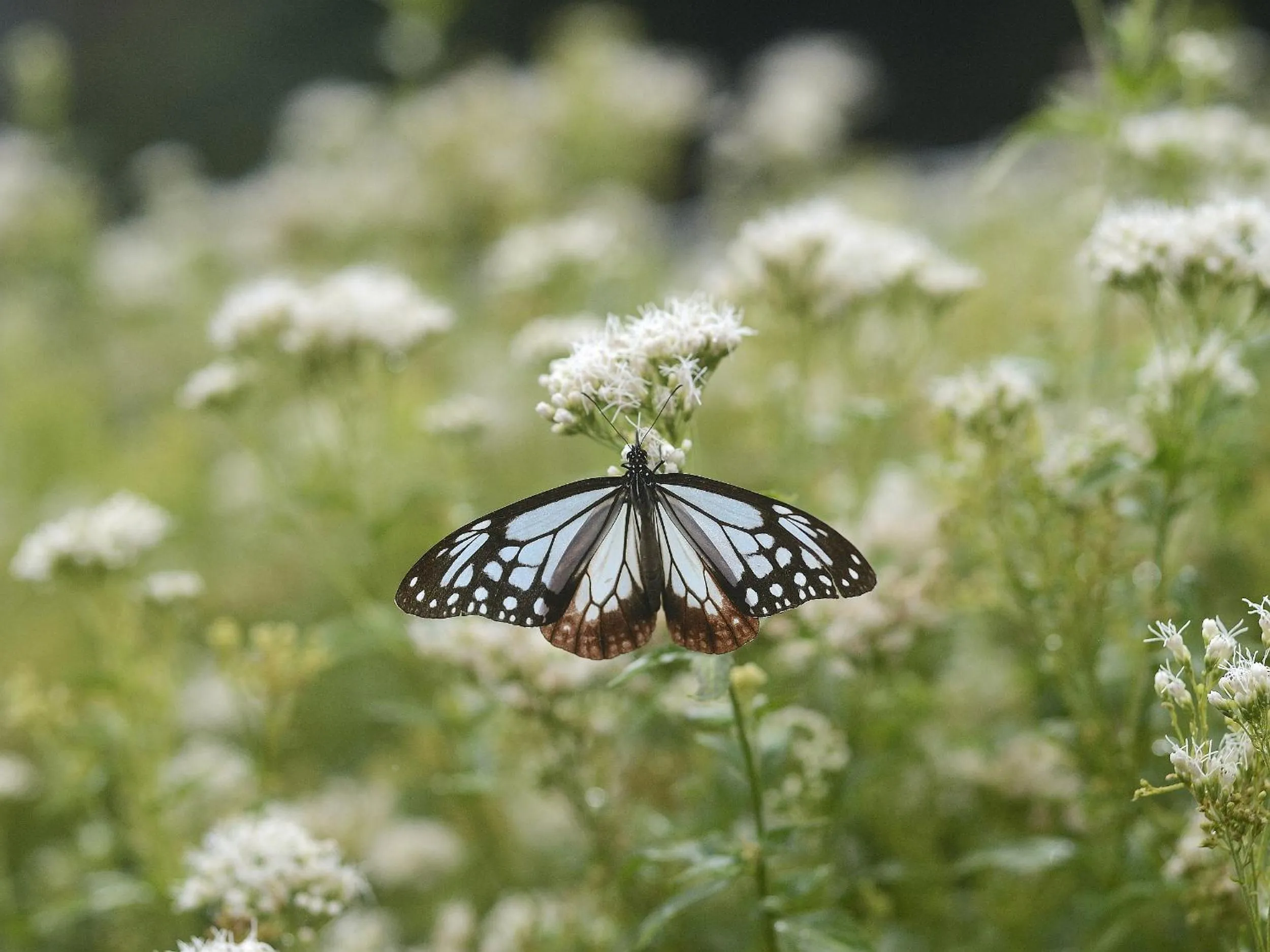 Day in Shimoda Central Hotel