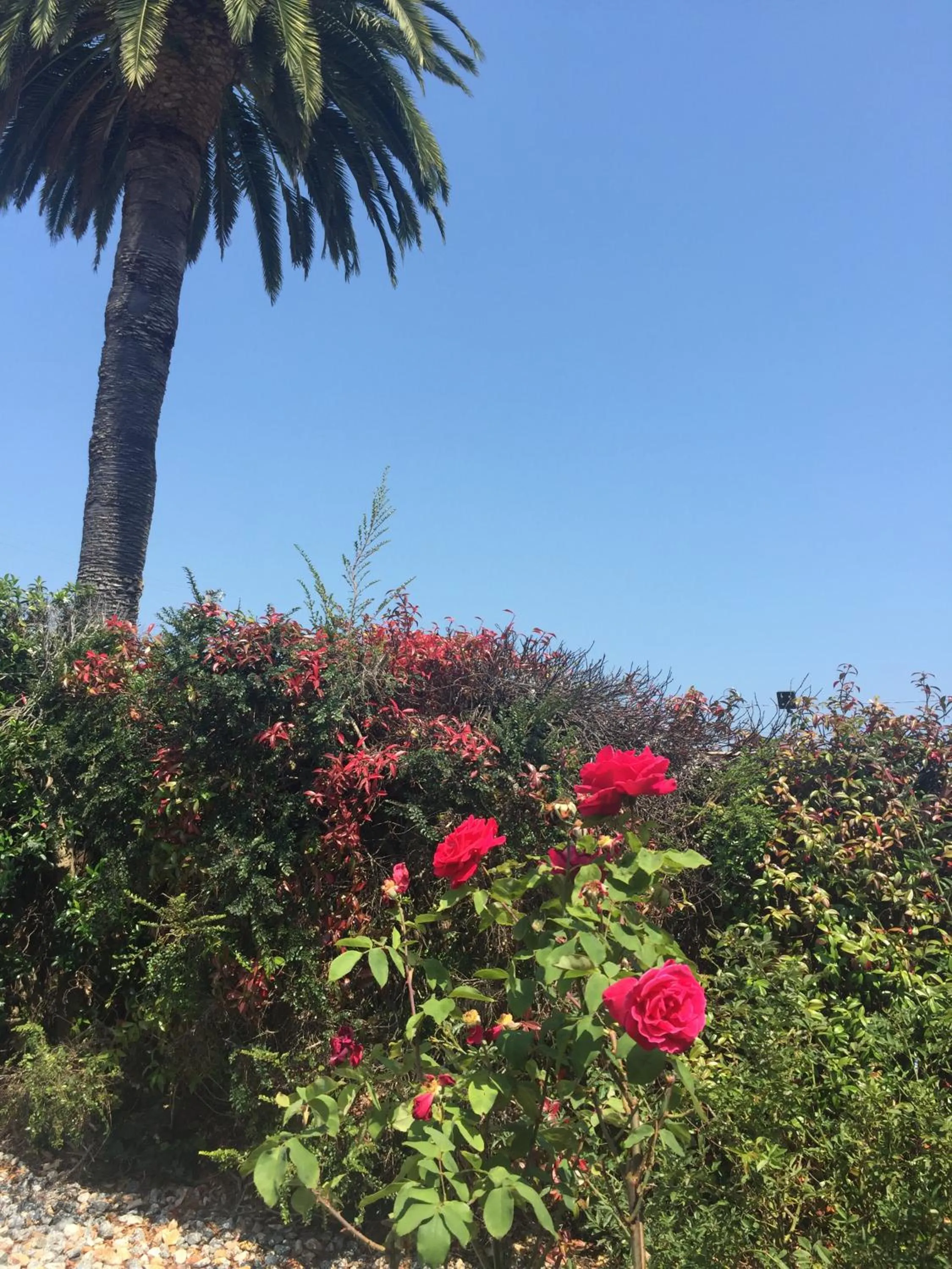 Garden view in Hitching Post Studios Inn