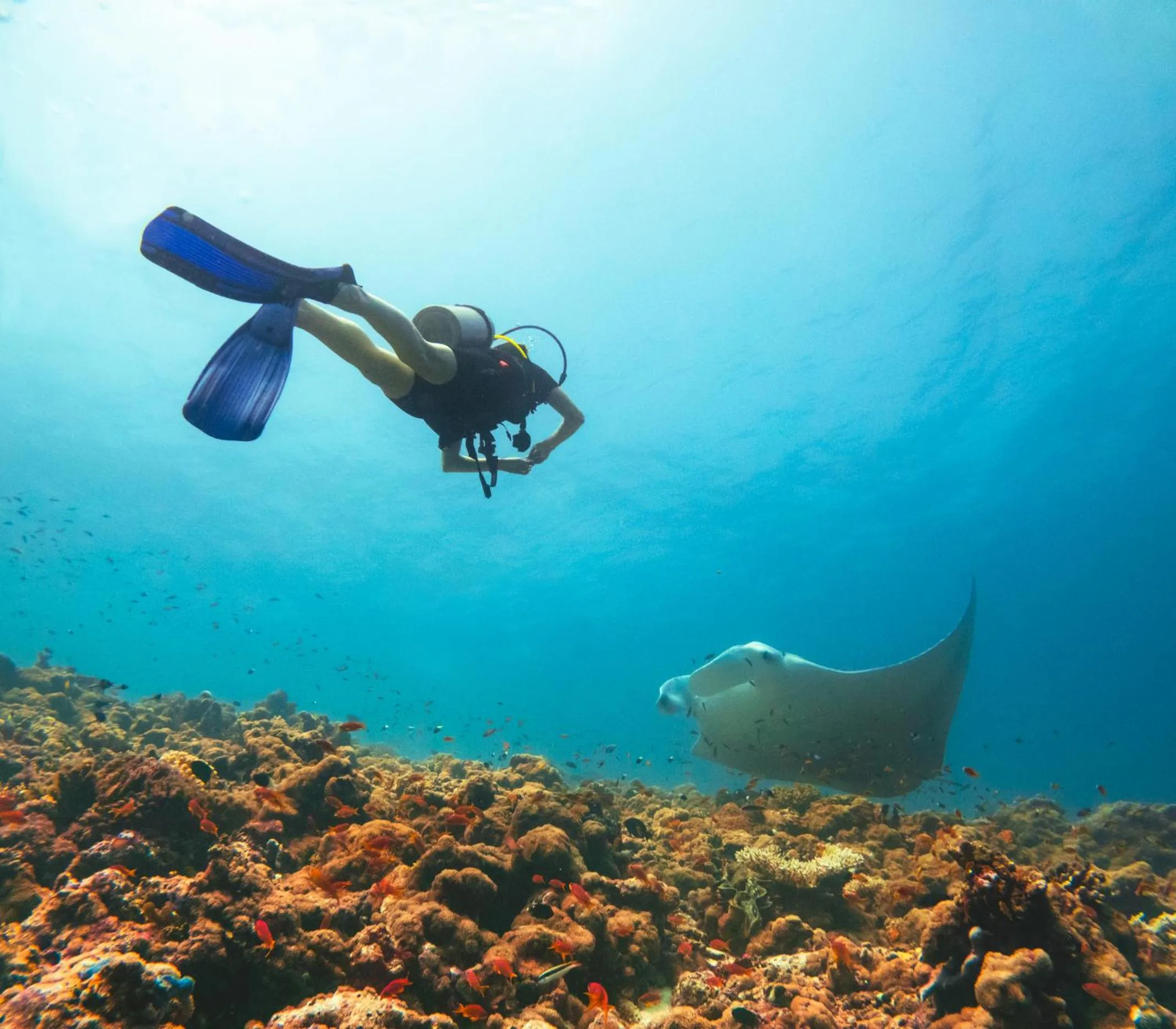 Diving in Hideaway Beach Resort & Spa - FREE SHARED CHARTER FLIGHT for two on stays of 7 or more nights from September 2025 until 23rd December 2026