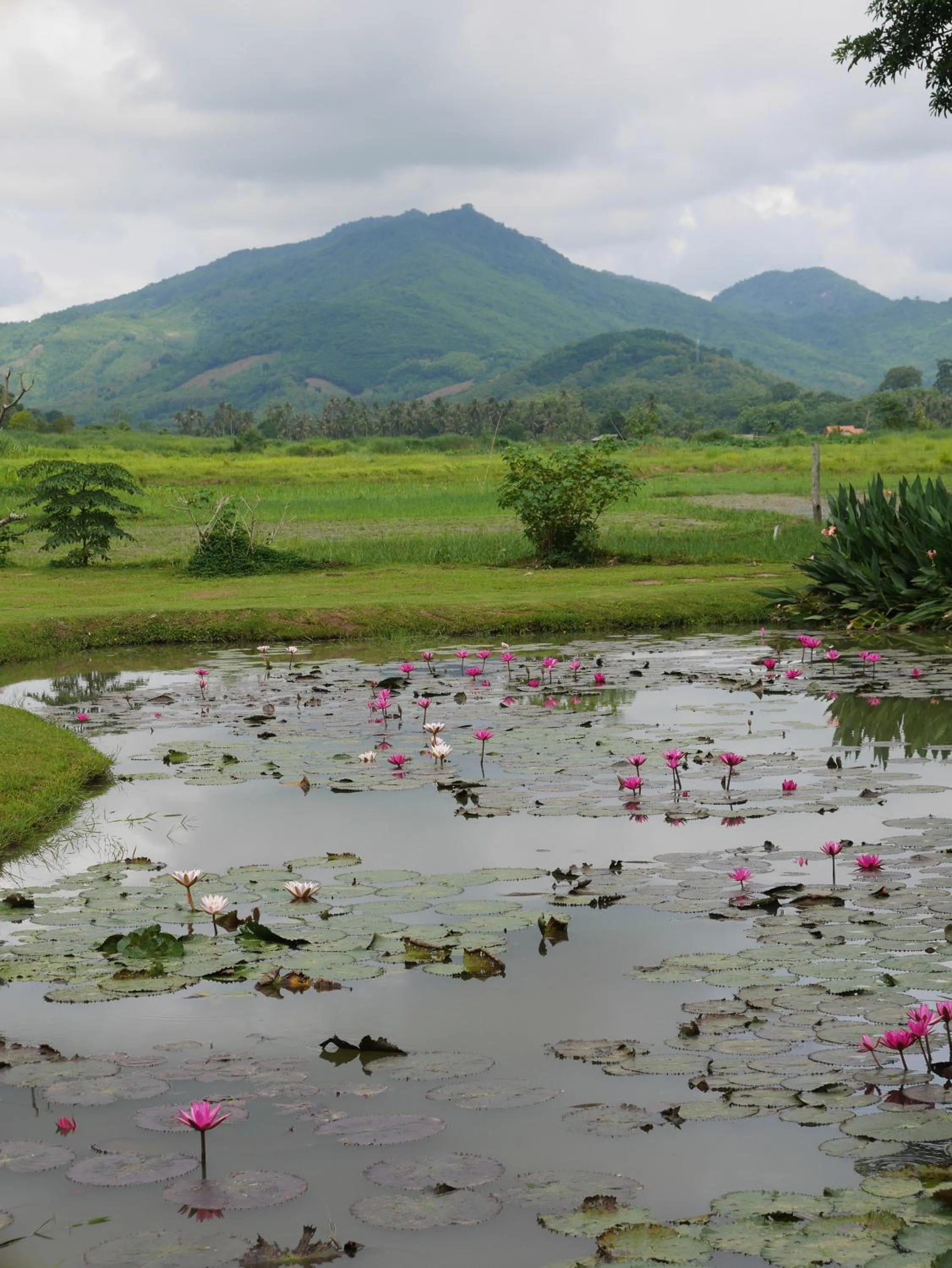 View (from property/room) in Santi Resort & Spa