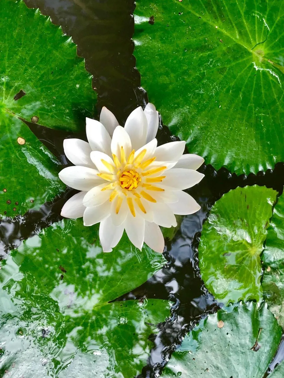 Garden in Santi Resort & Spa
