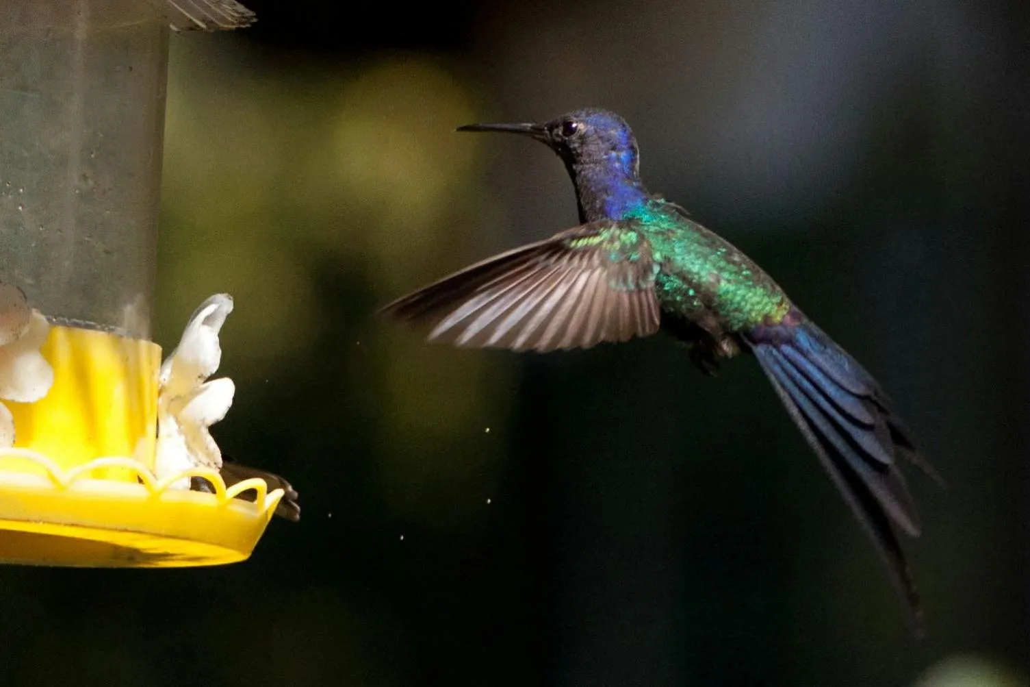 Animals in Hotel Bucsky