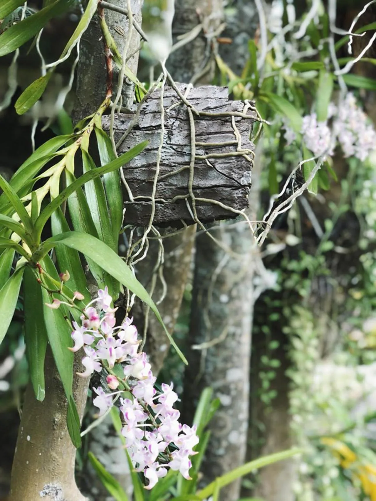 Natural landscape in Bounty Resort