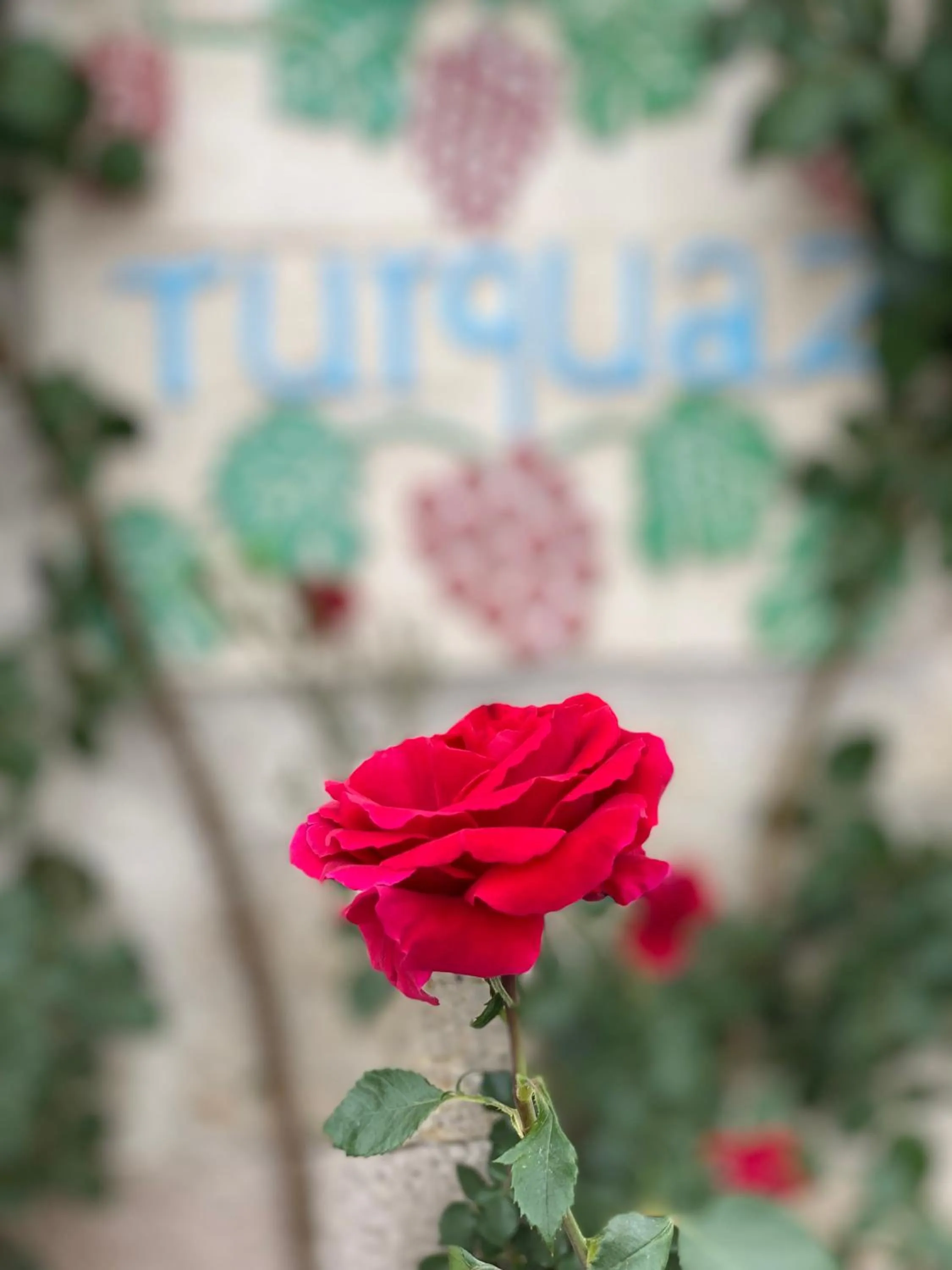 Garden in Turquaz Cave Hotel