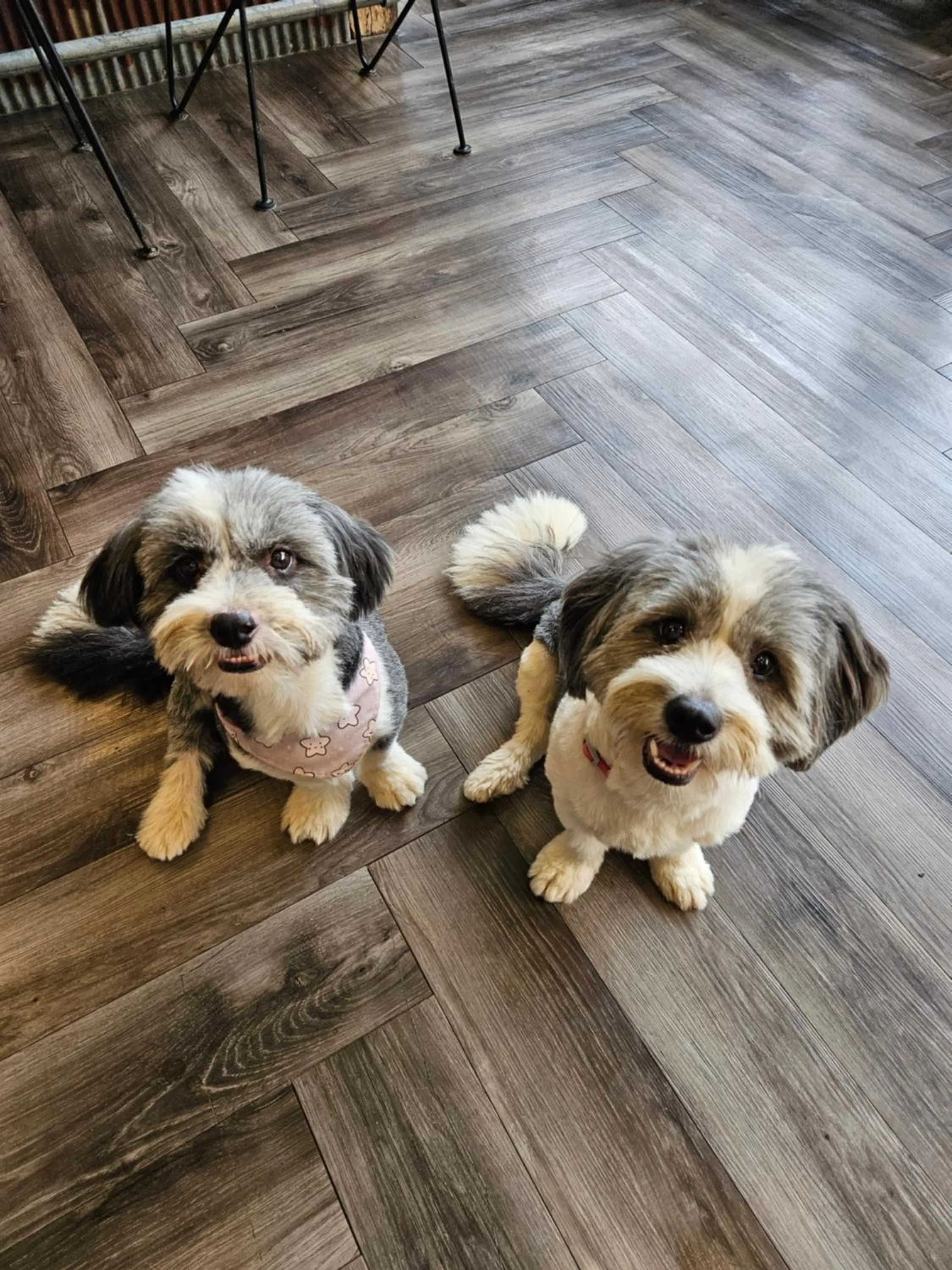 Pets in The Entaneer Poshtel