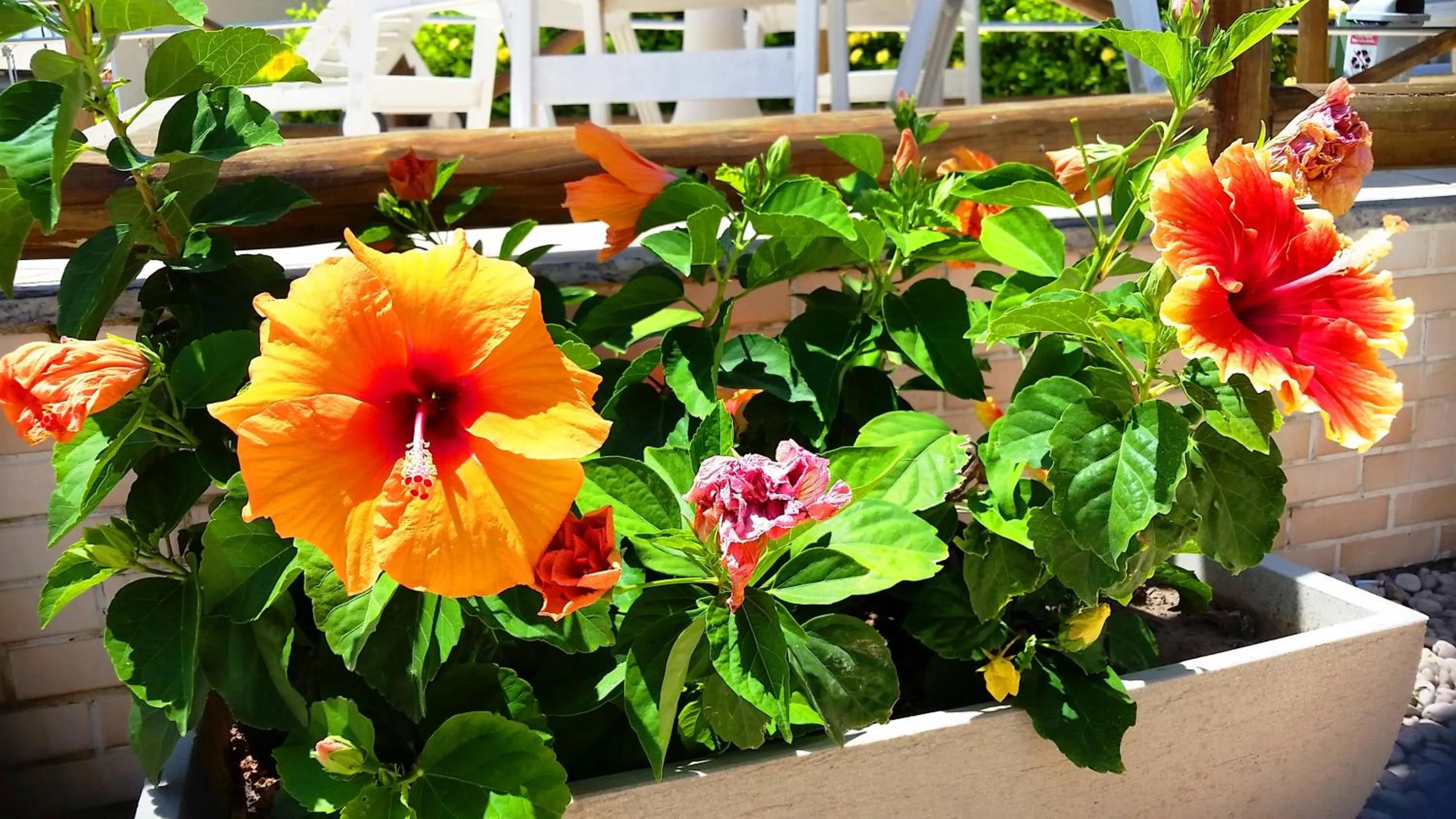 Garden view in Hotel Pousada do Sol