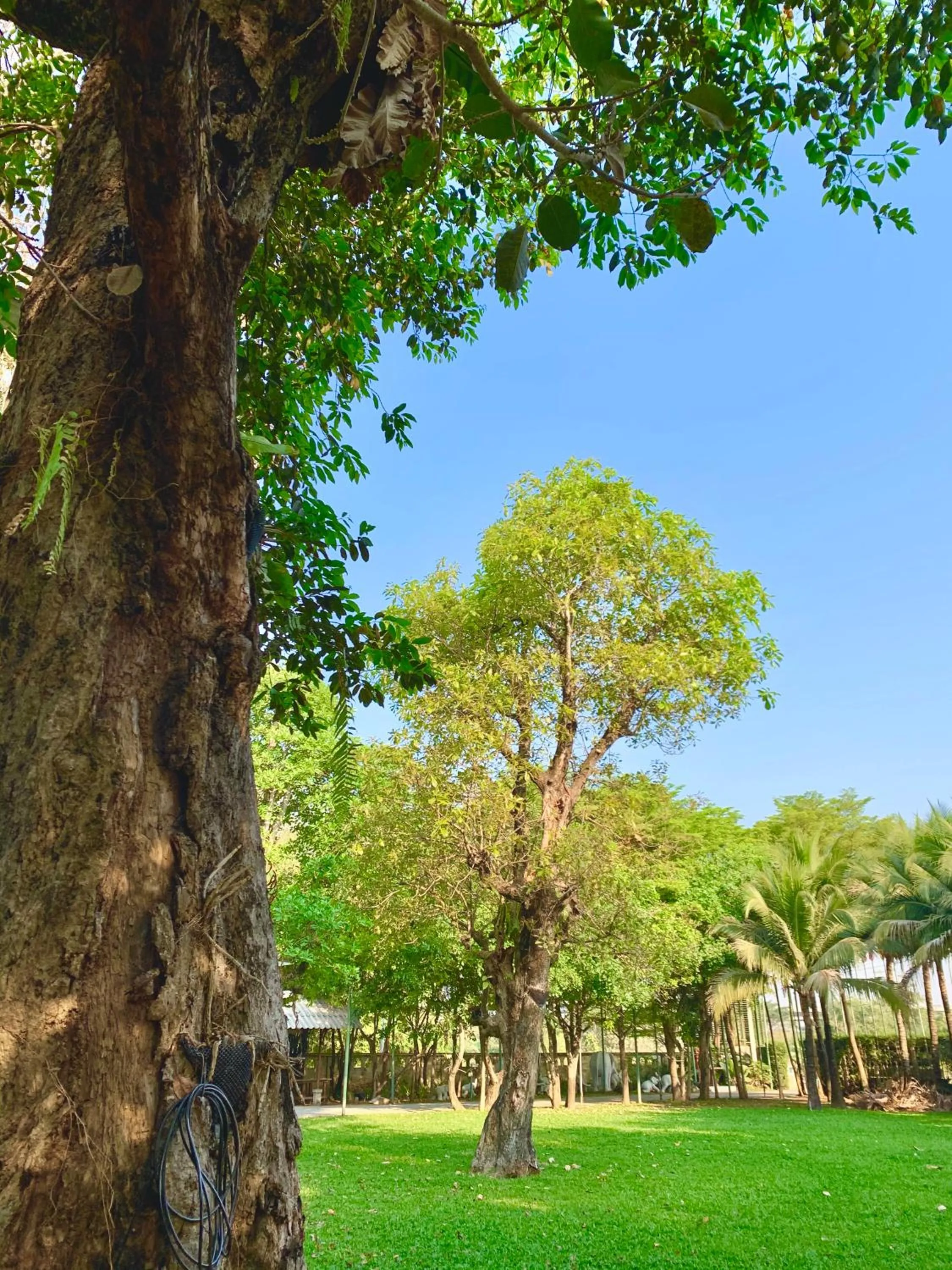 Garden in Rommai Greenpark