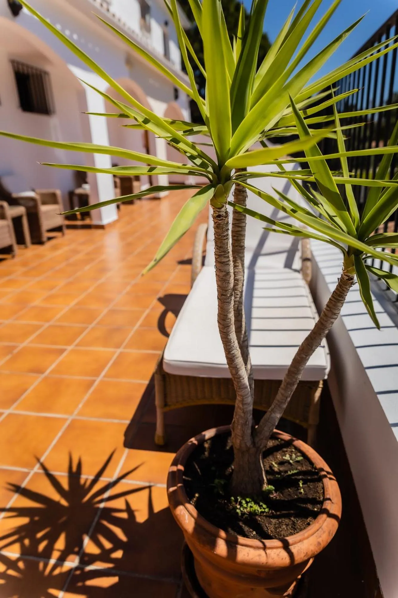 Balcony/Terrace in Paloma Blanca Boutique Hotel