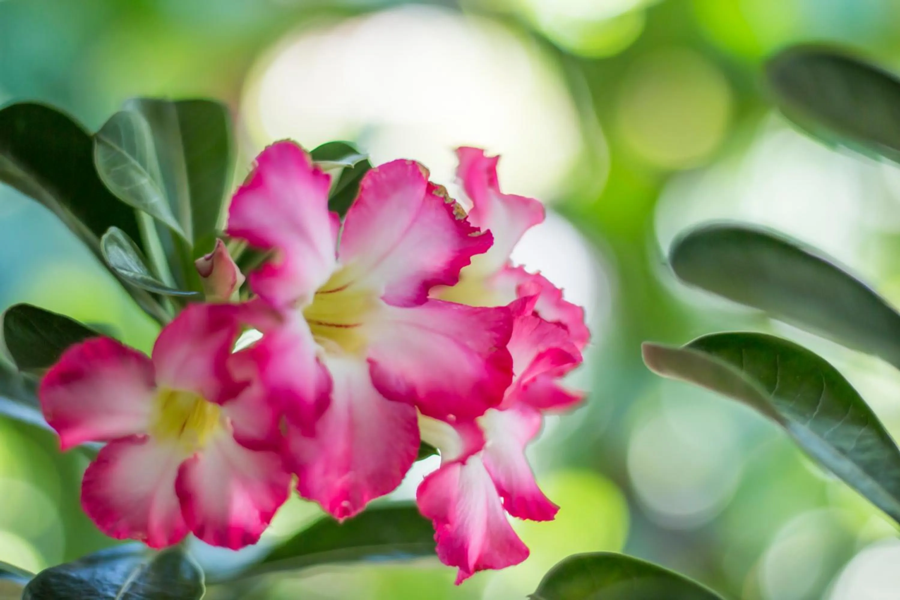 Garden in Pousada Calypso