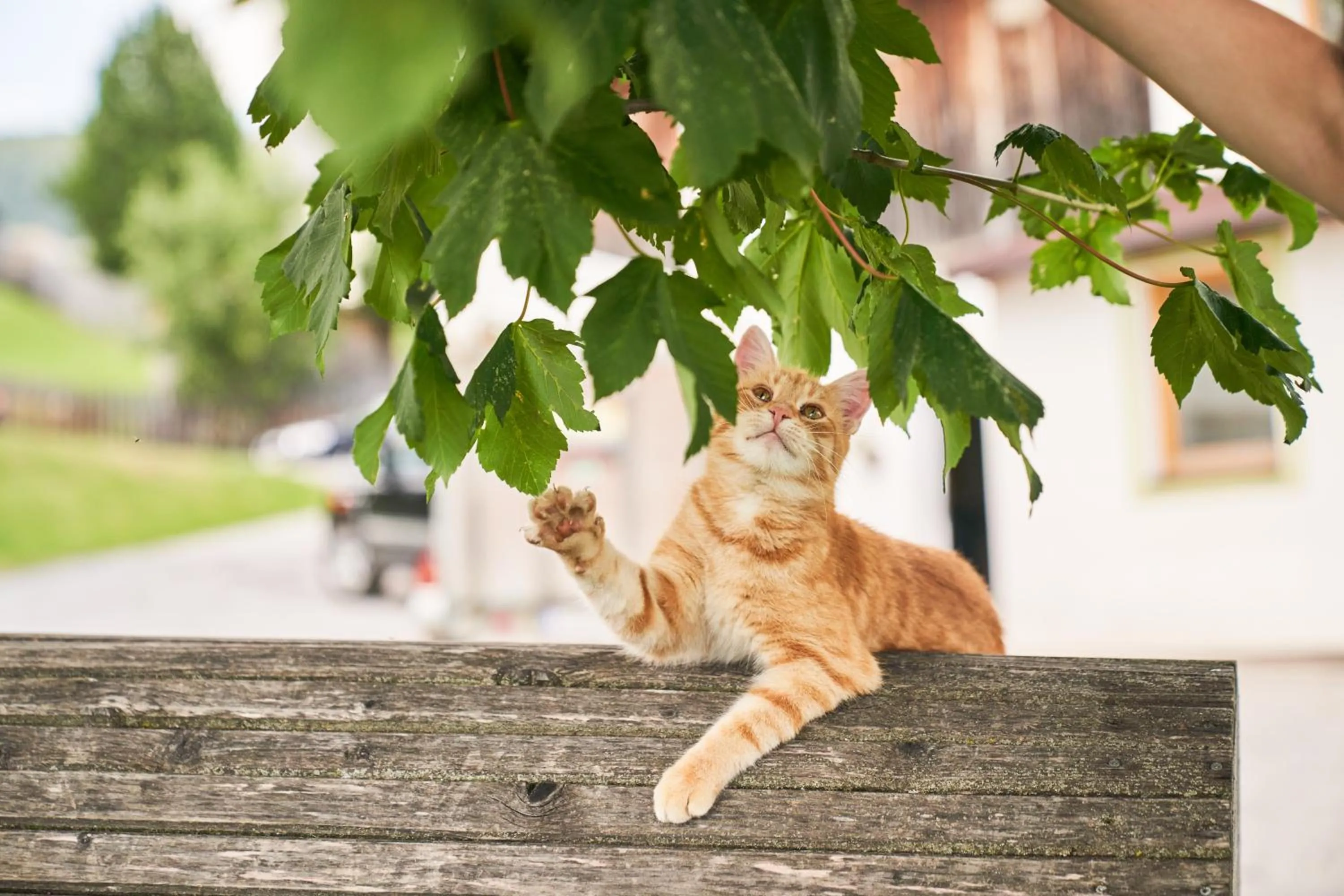 Animals in Praschhof