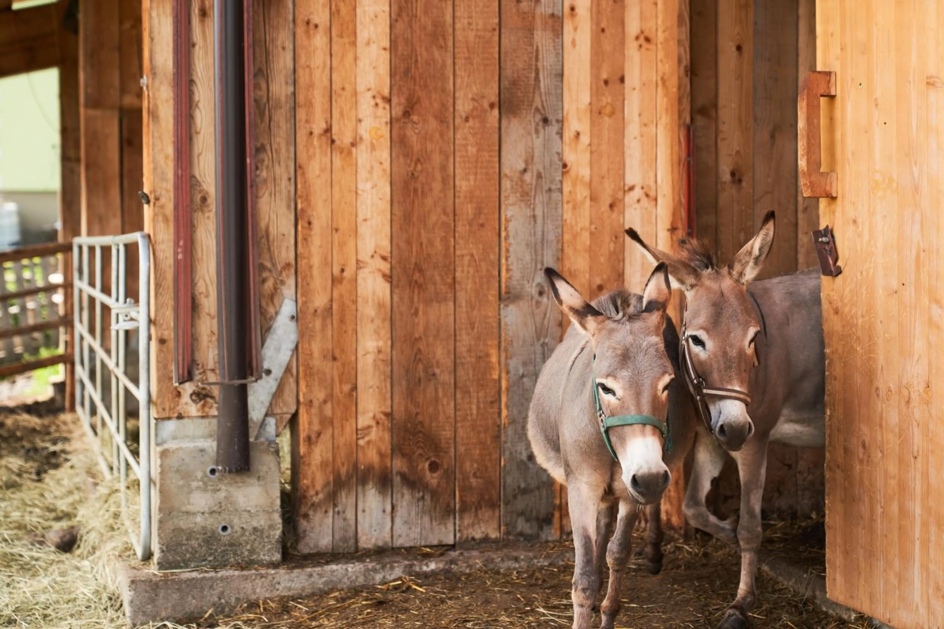 Animals in Praschhof