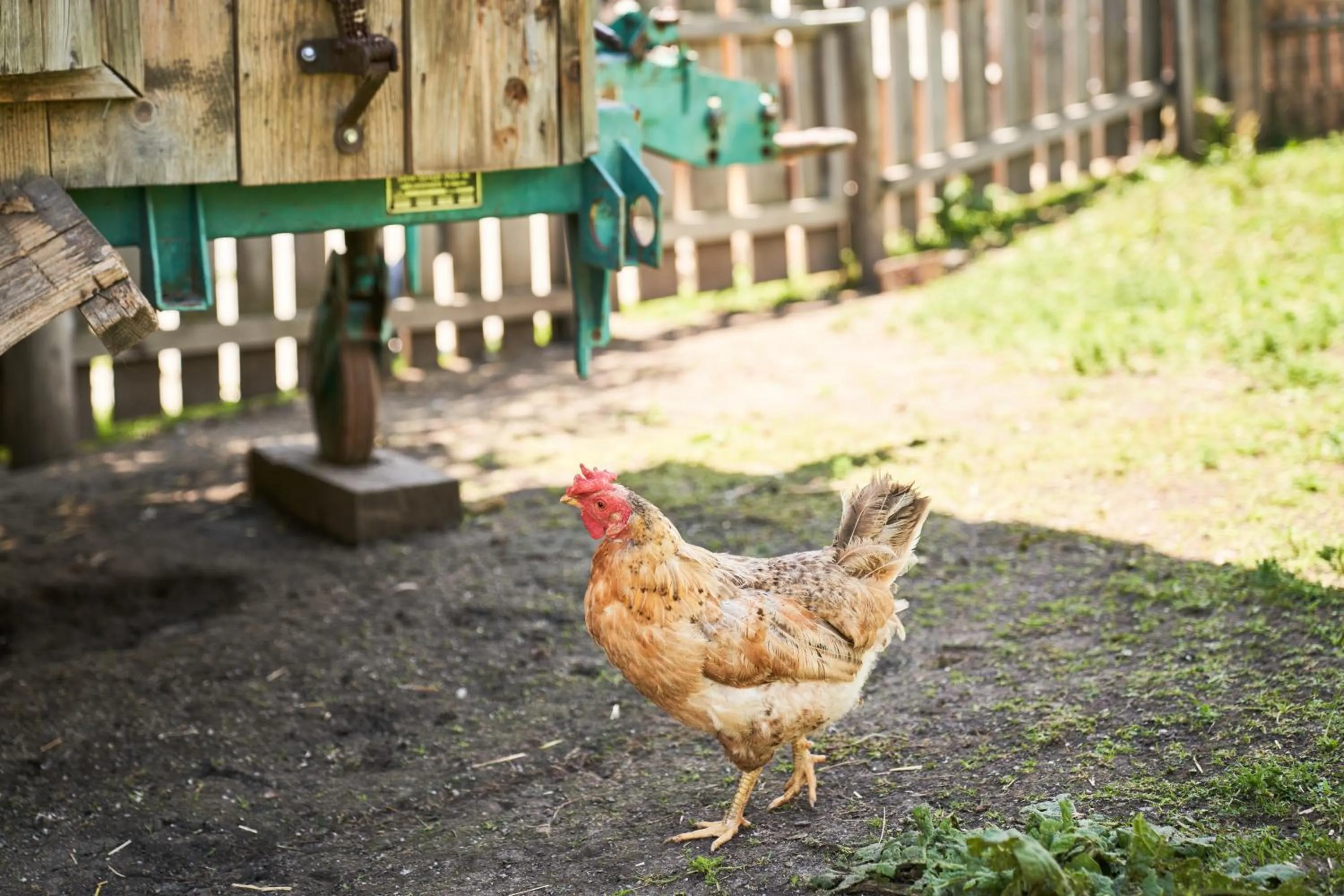 Animals in Praschhof