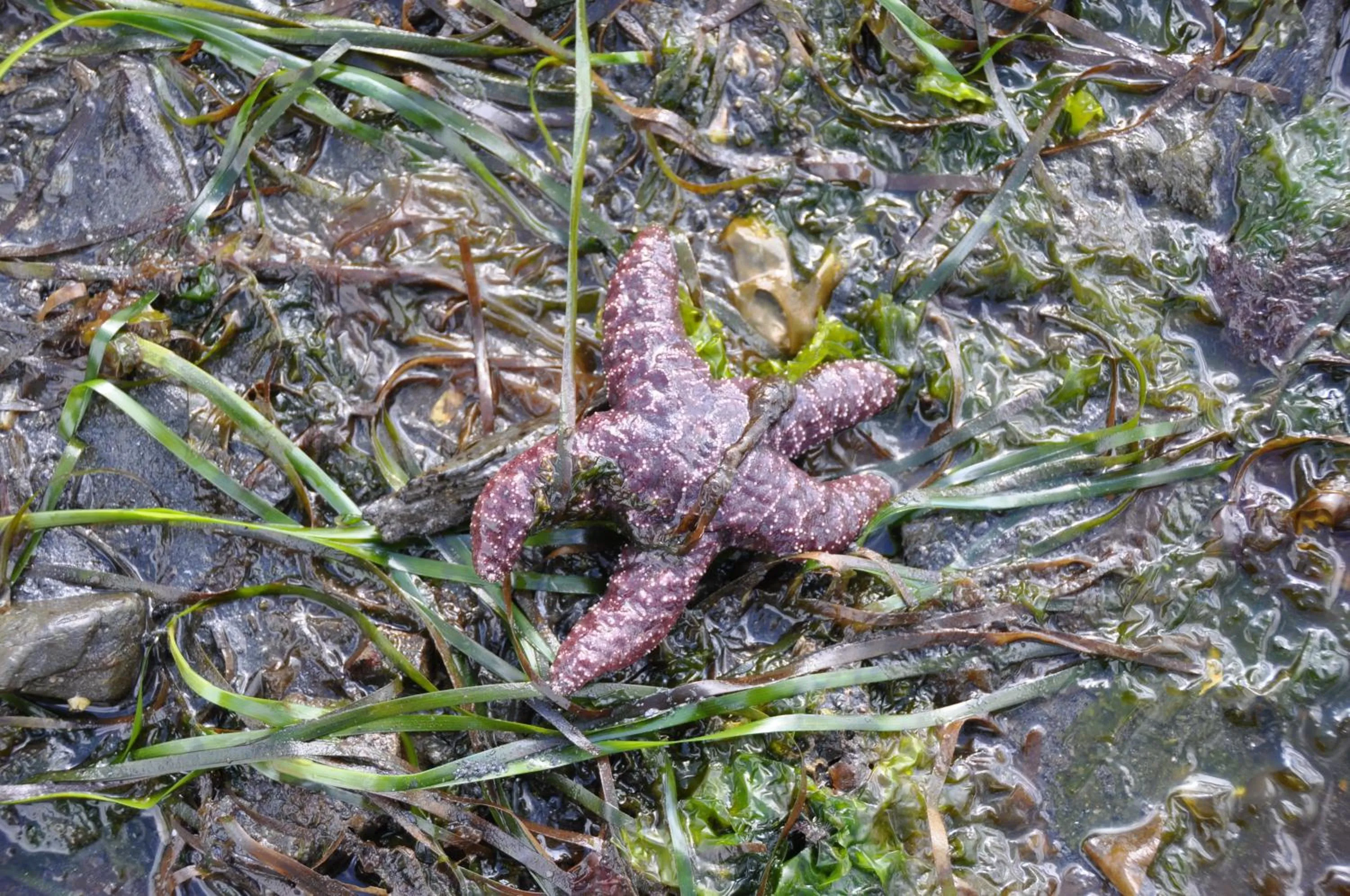 Beach in Black Bear Inn