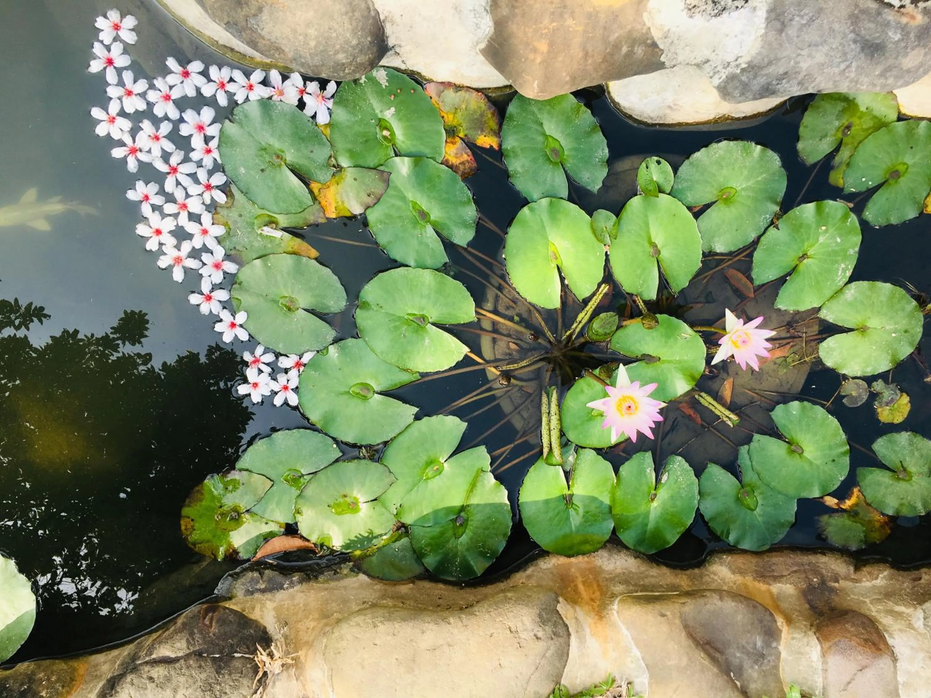 The house behind stream