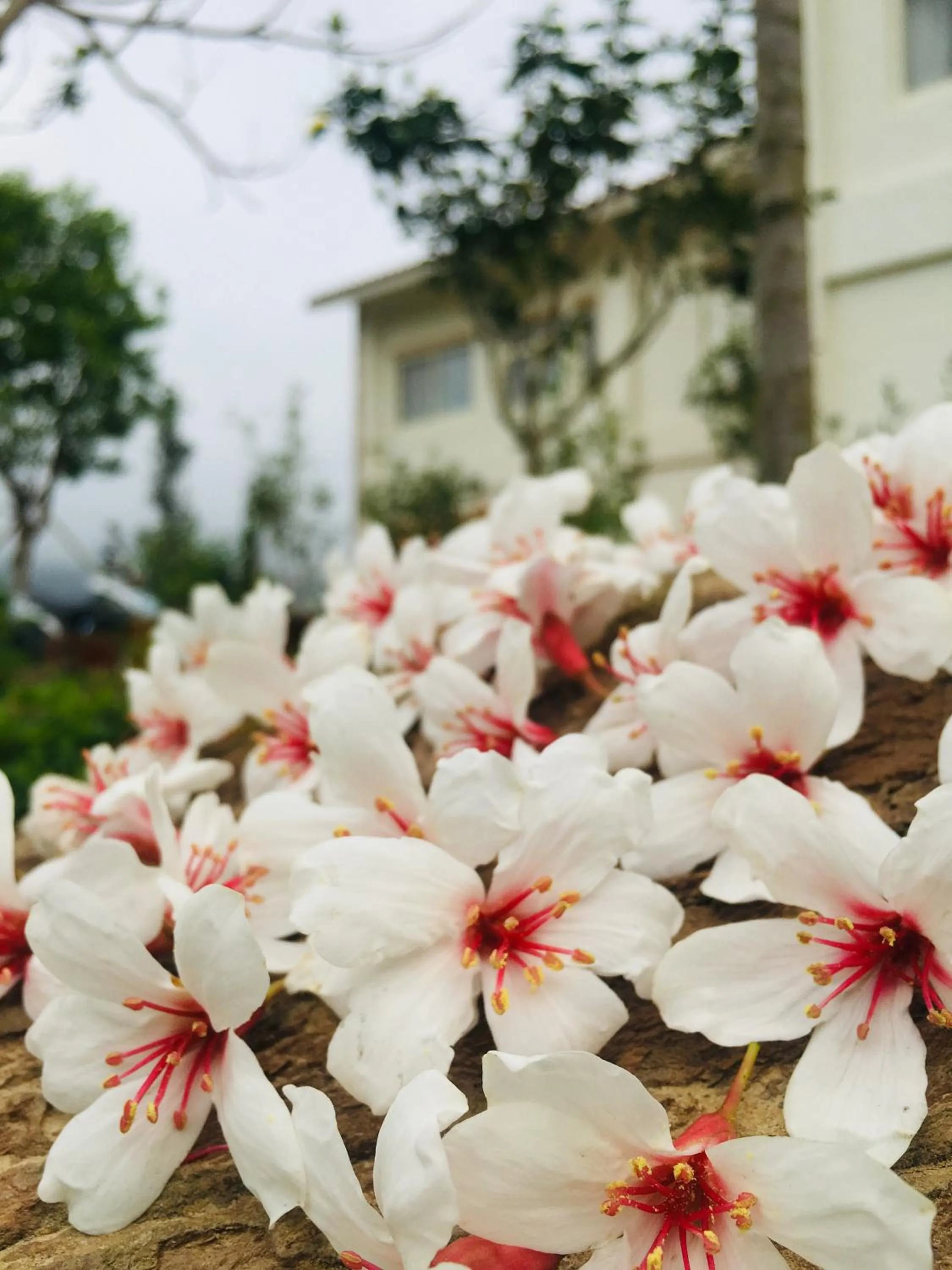 The house behind stream