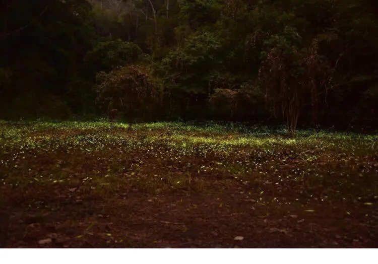 The house behind stream