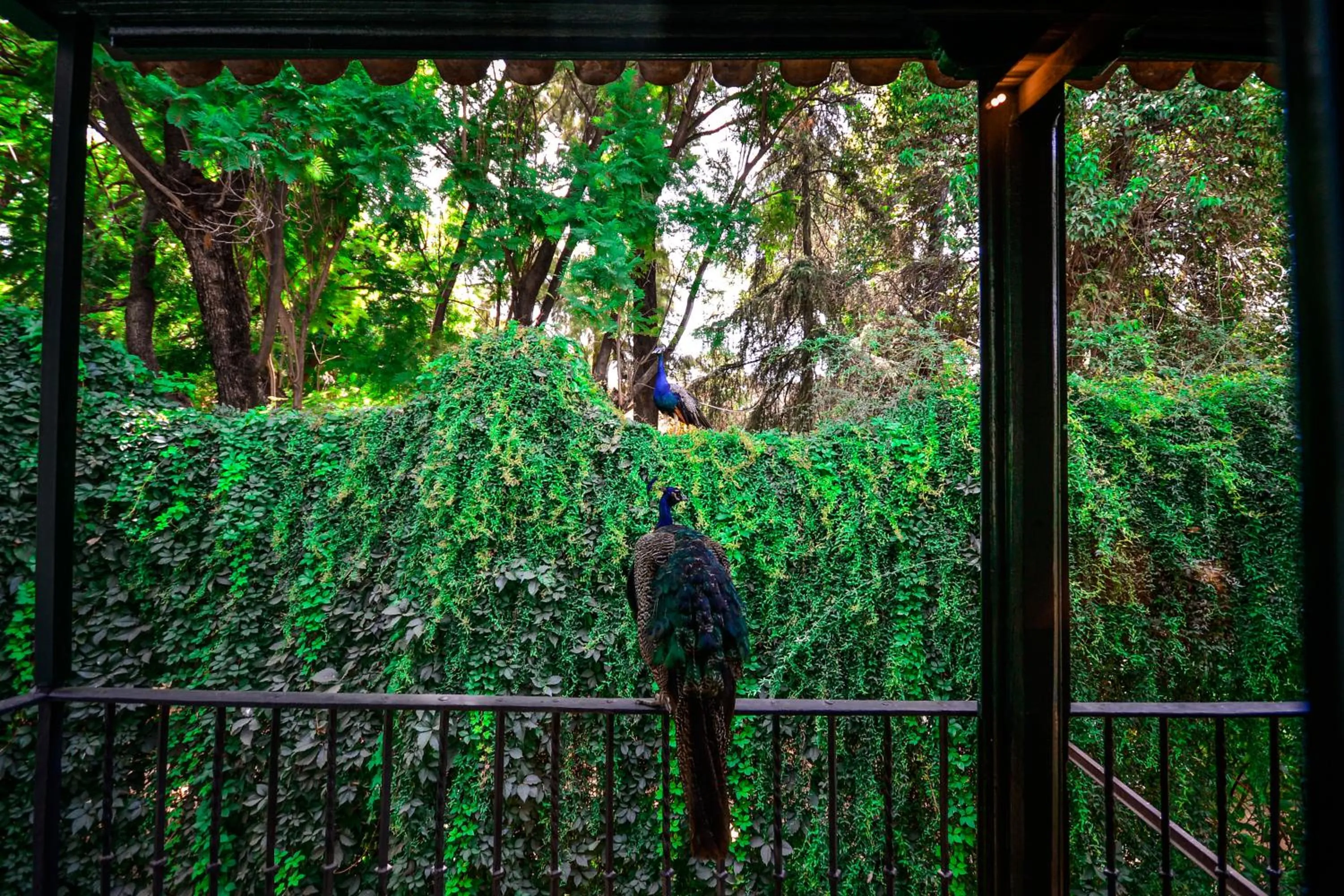 Balcony/Terrace in Legado Alcazar Hotel