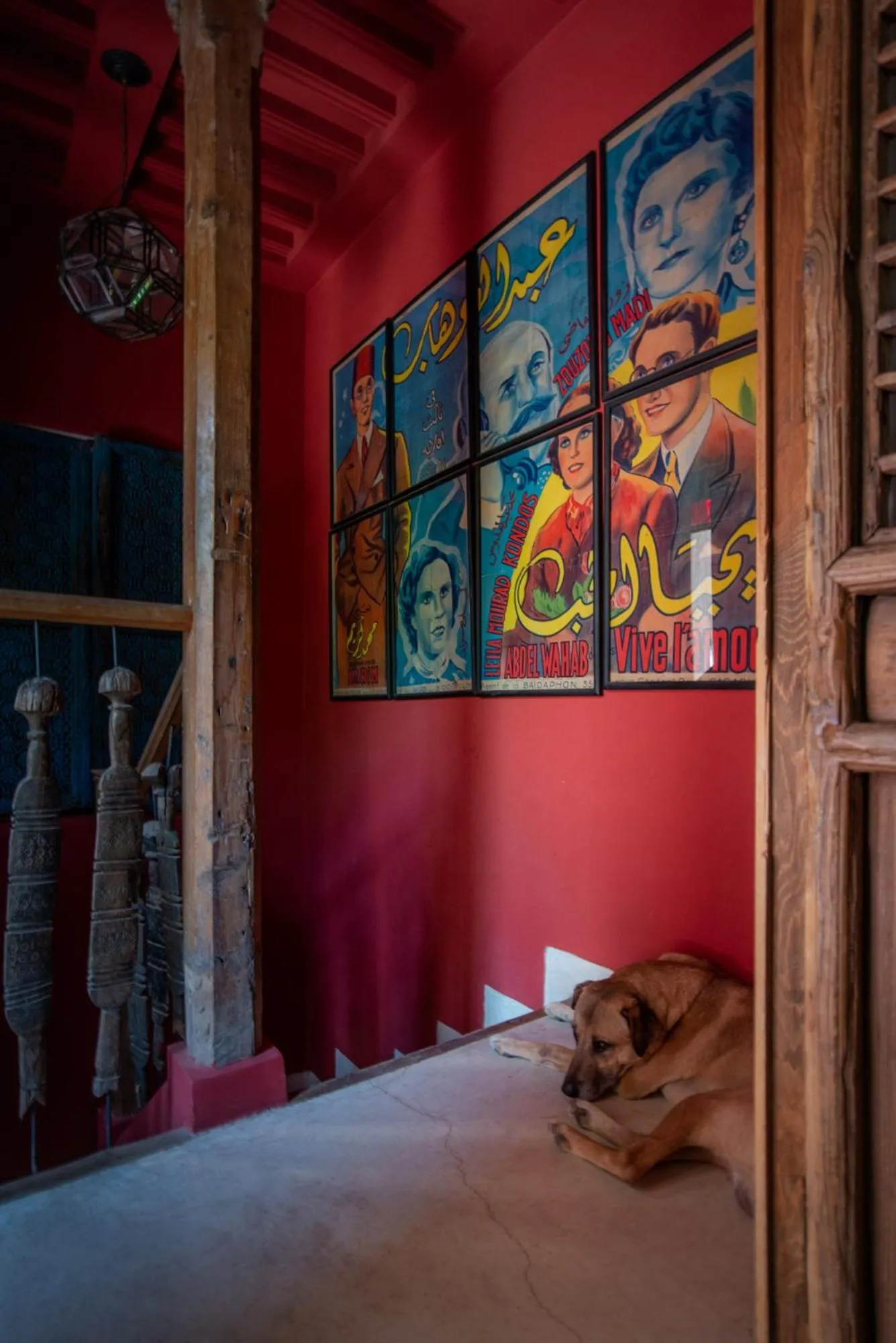 Pets in Riad Kbour & Chou