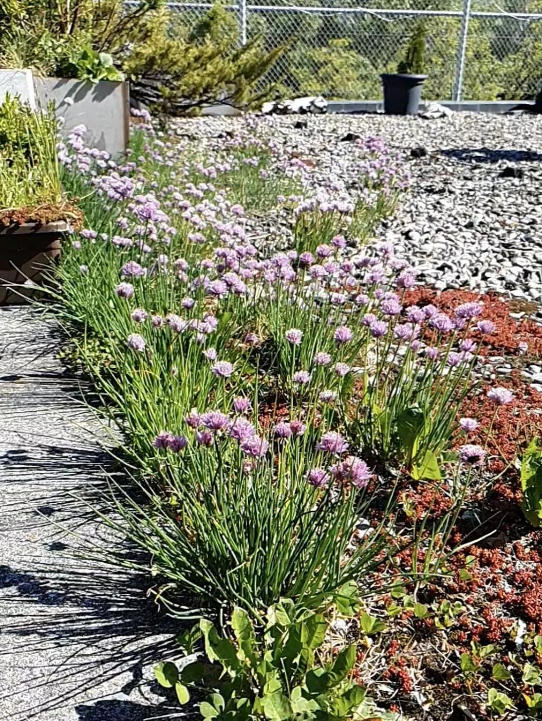 Balcony/Terrace in BnB Haus Weibel