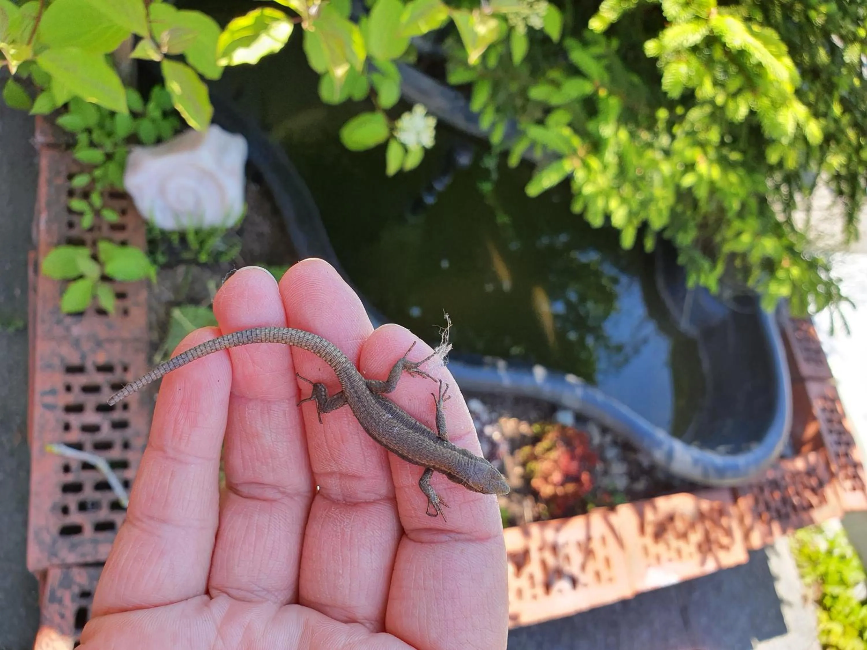 Balcony/Terrace in BnB Haus Weibel