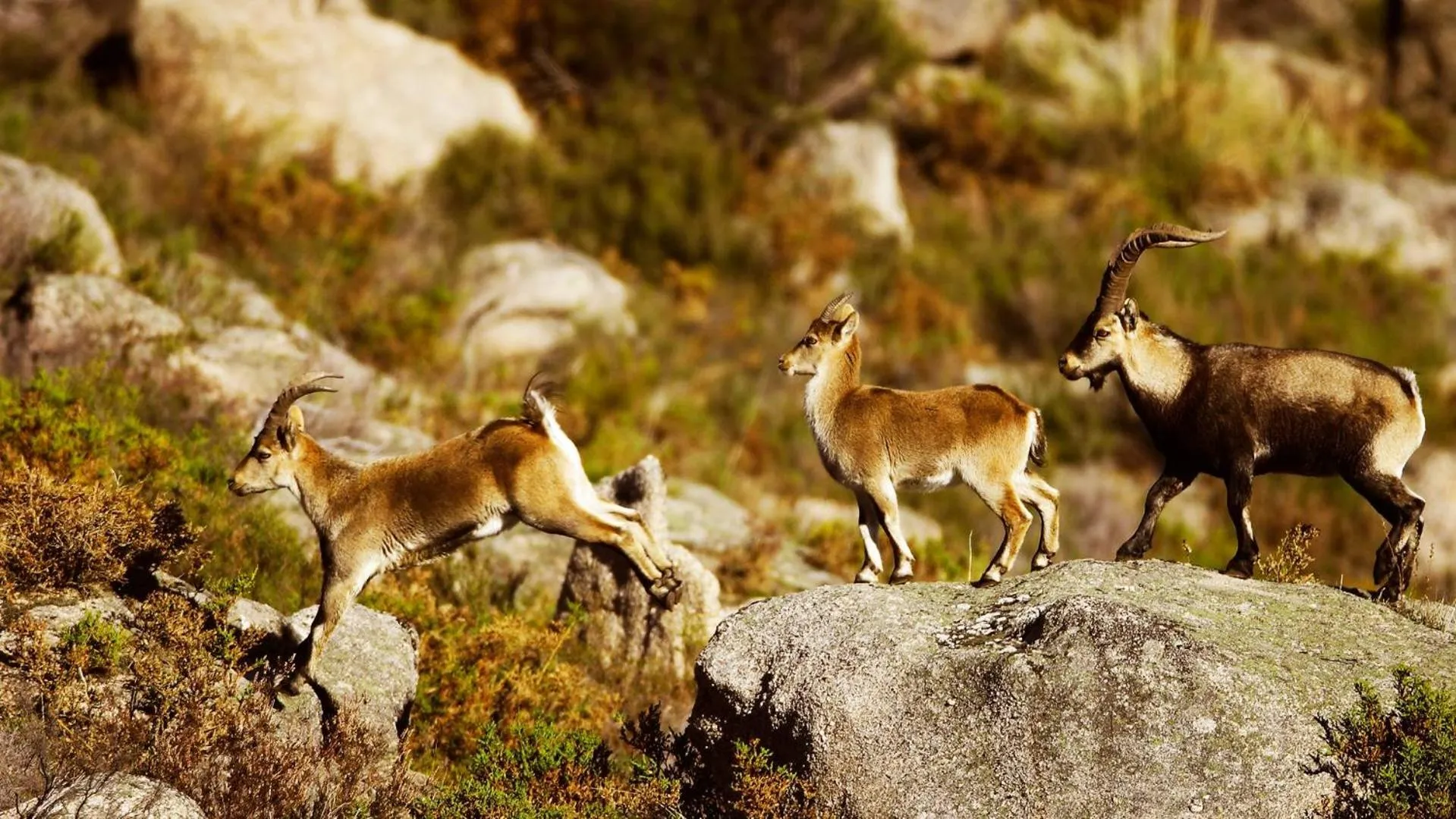 Natural landscape in Agrinho Suites & Spa Gerês