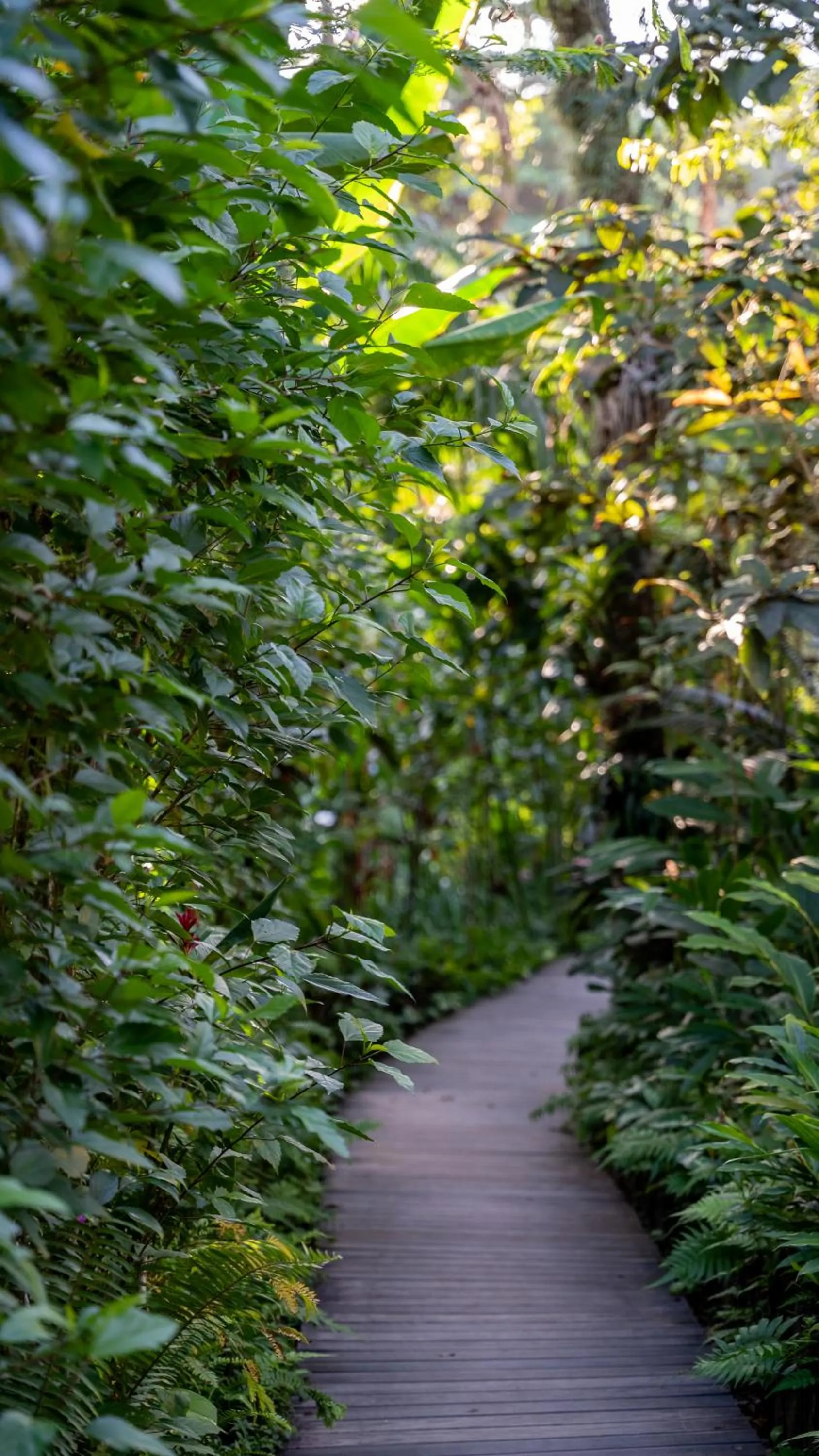 Garden in Pousada do Bosque
