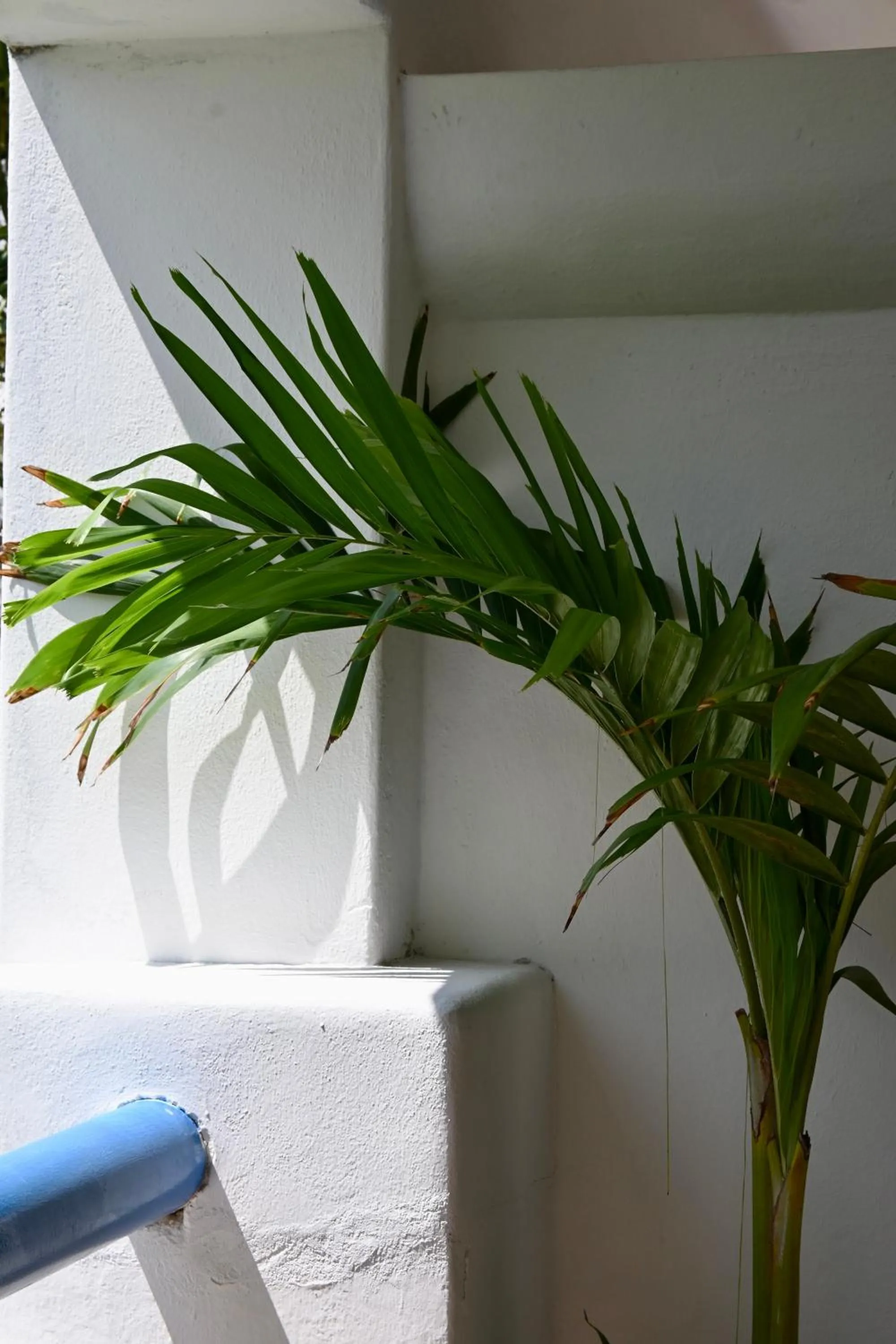 Balcony/Terrace in Pelicano Inn Playa del Carmen - Beachfront Hotel