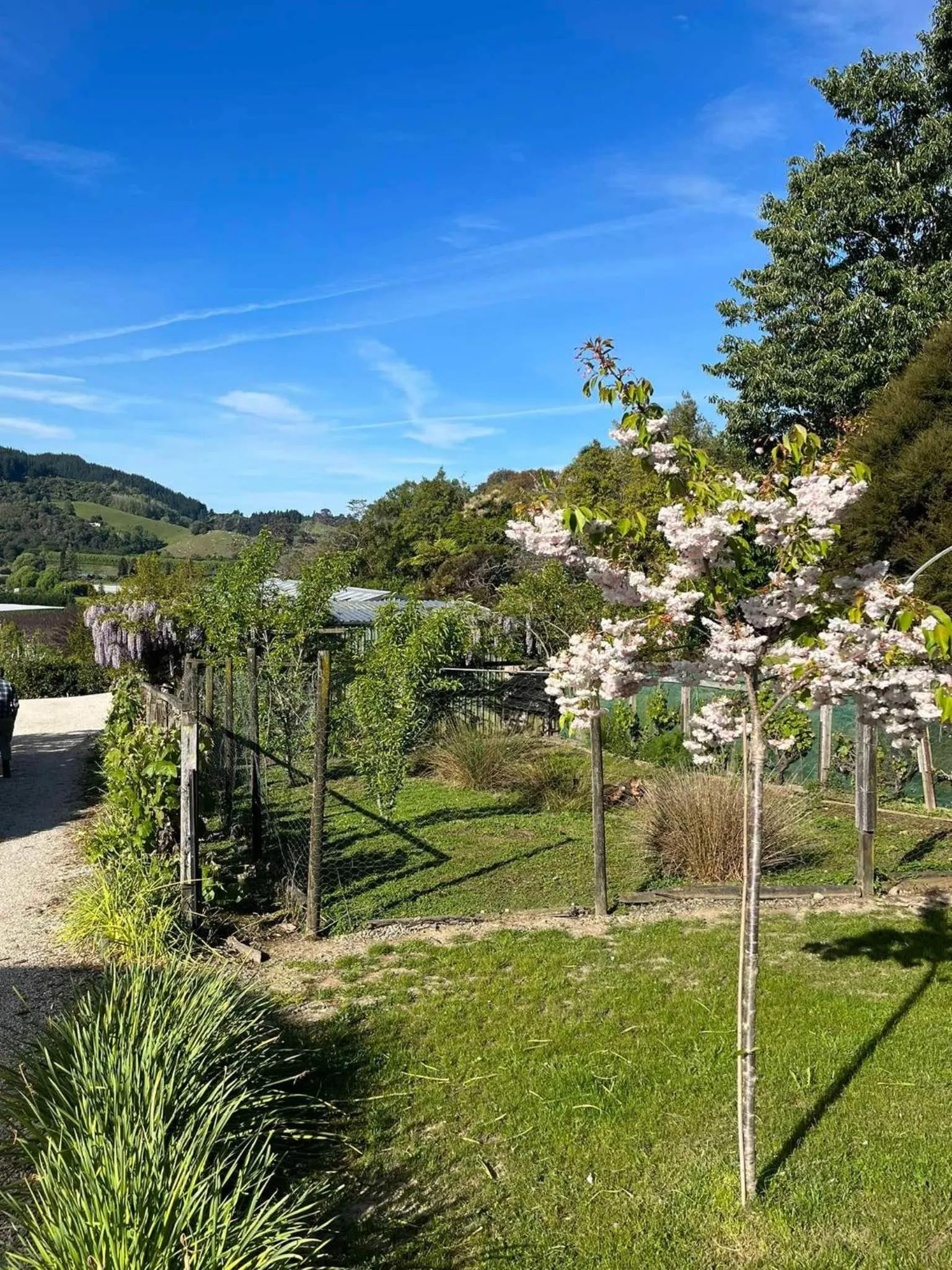 Garden in Terraced Chalets