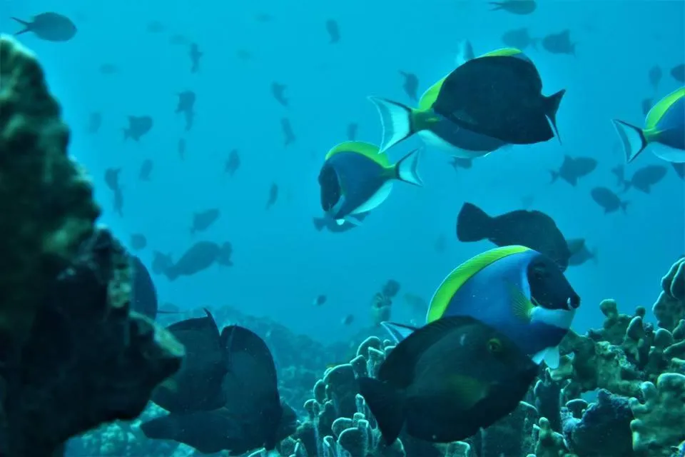 Snorkeling in Pulau Weh Paradise