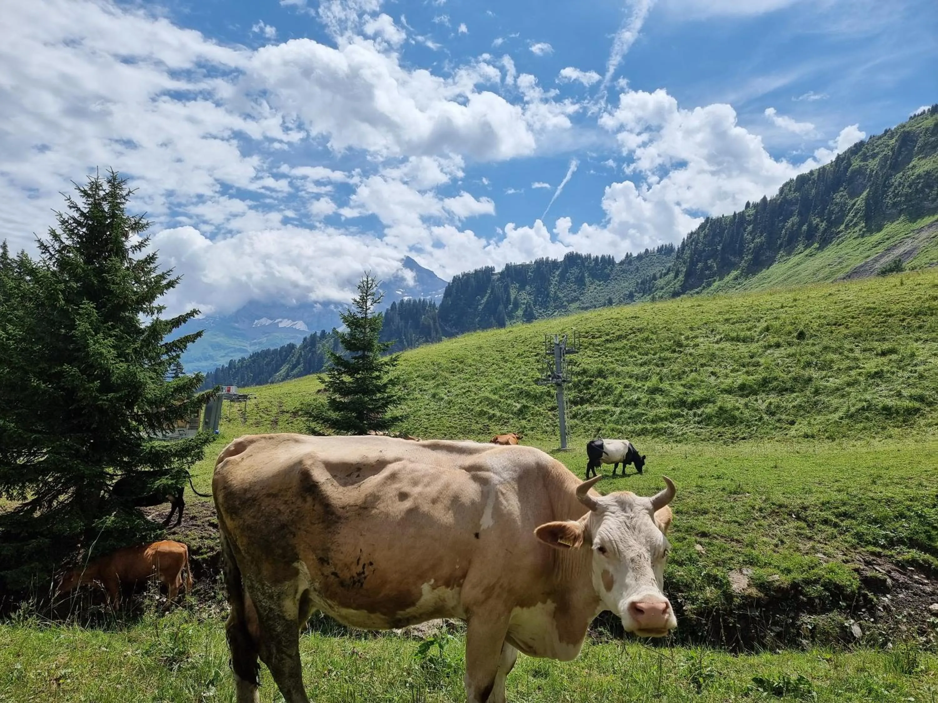 Hiking in Mountain Lodge, Les Crosets