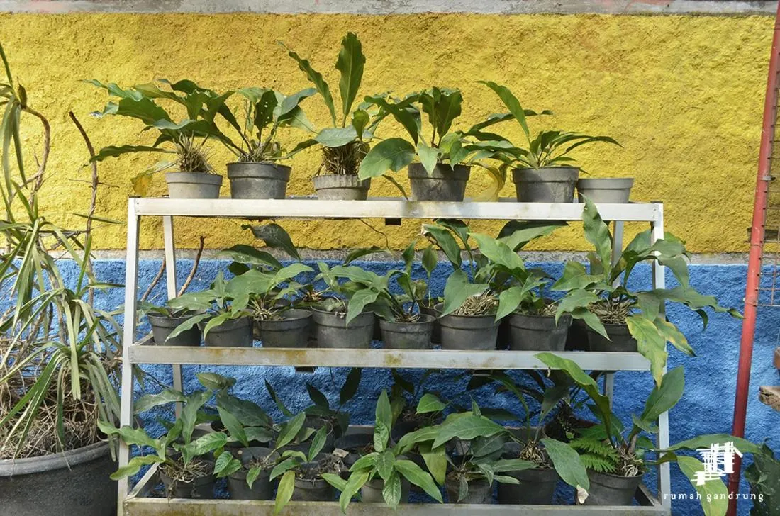 Garden in Rumah Gandrung