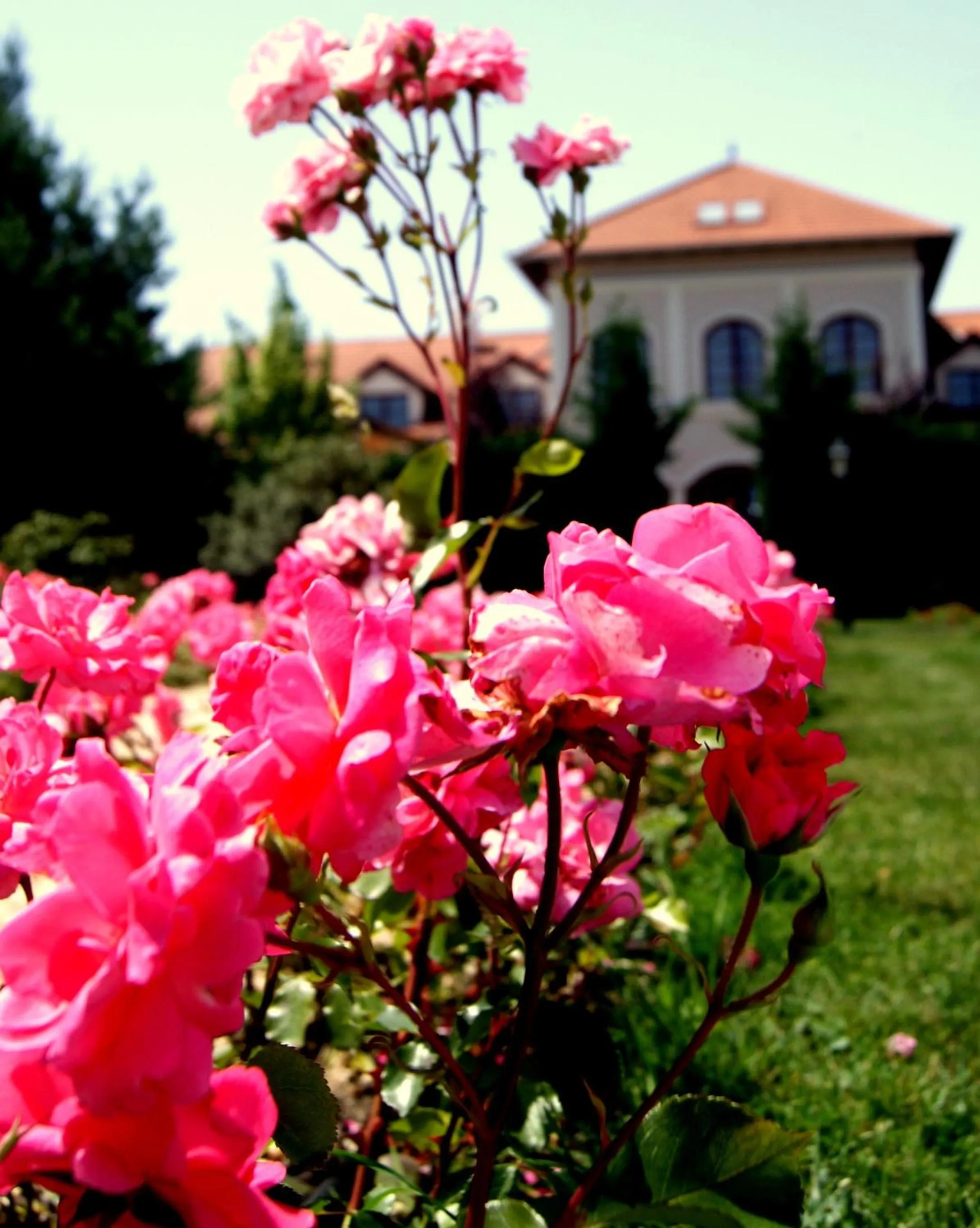 Property building in Bodrogi Kúria Wellness Hotel