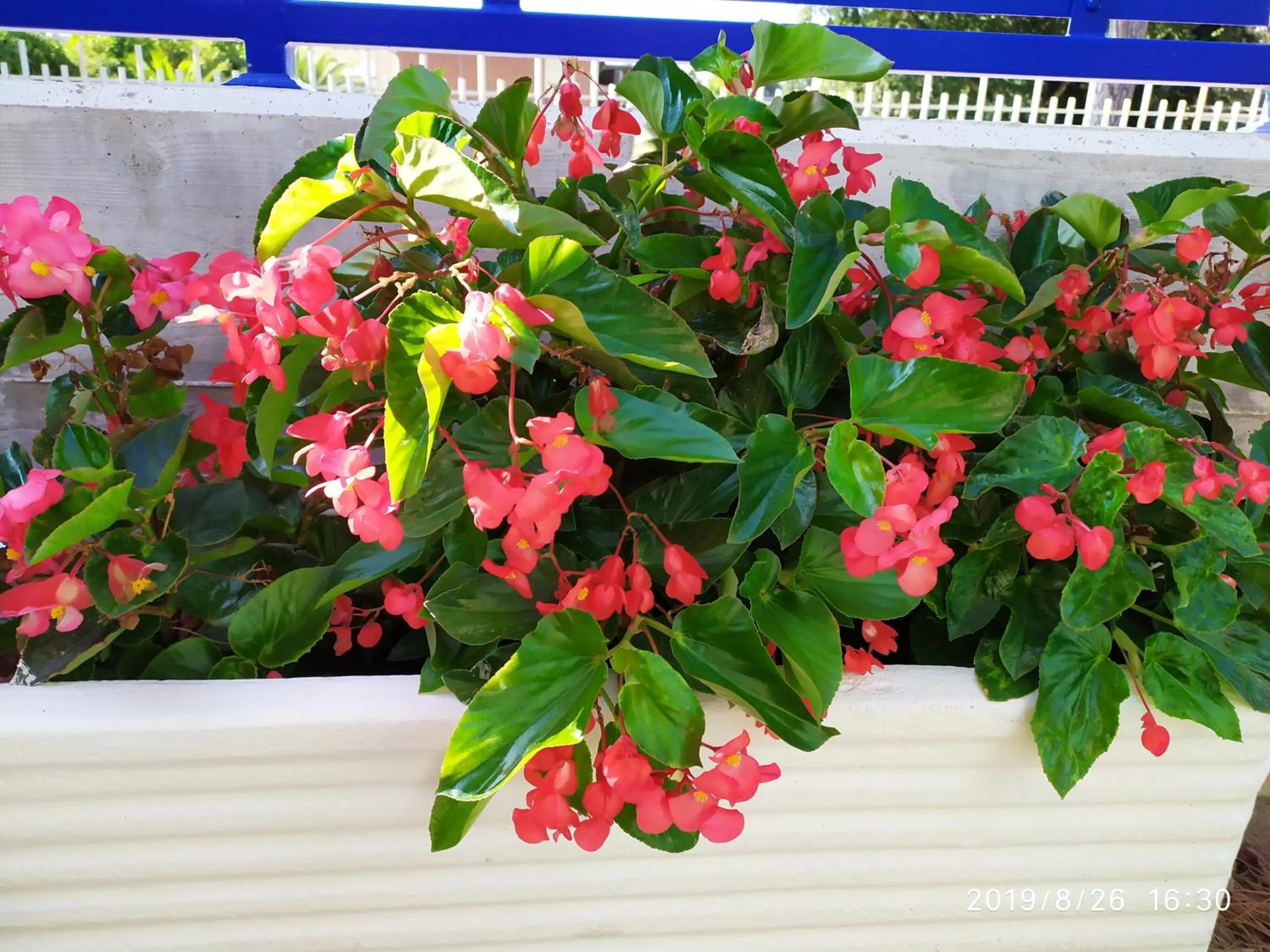 Garden in Coccinella