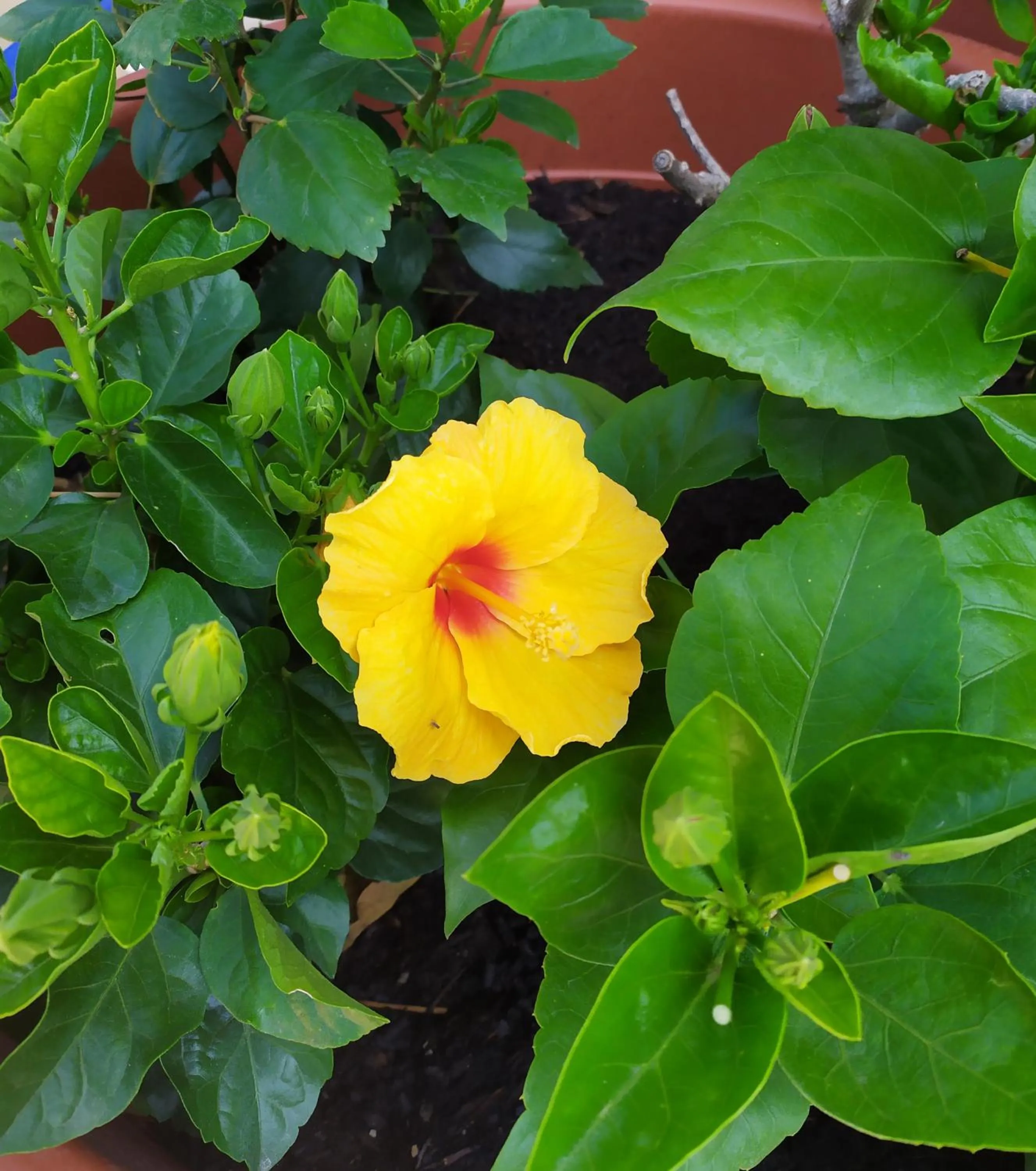 Garden in Coccinella